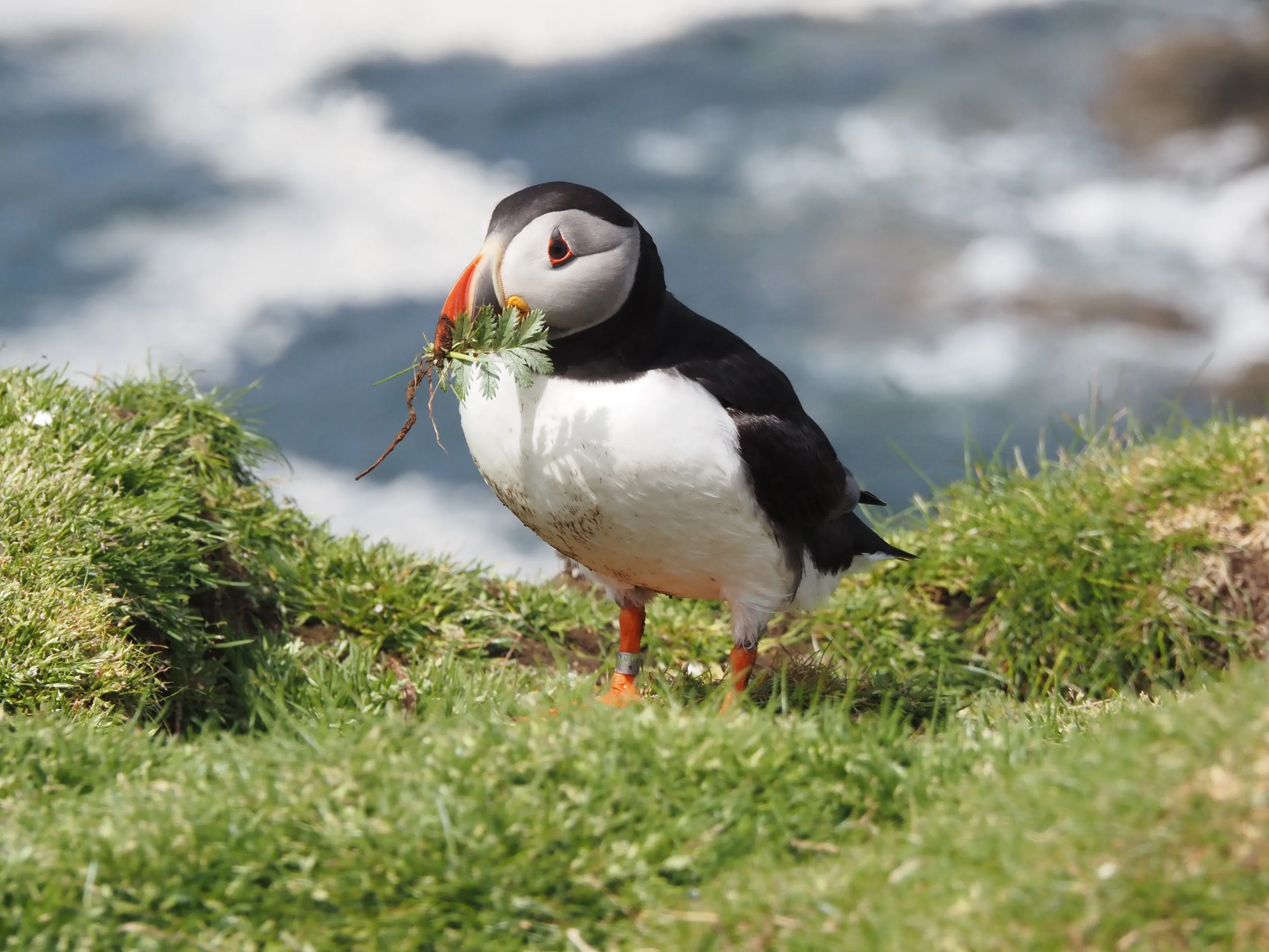 Puffin nest building