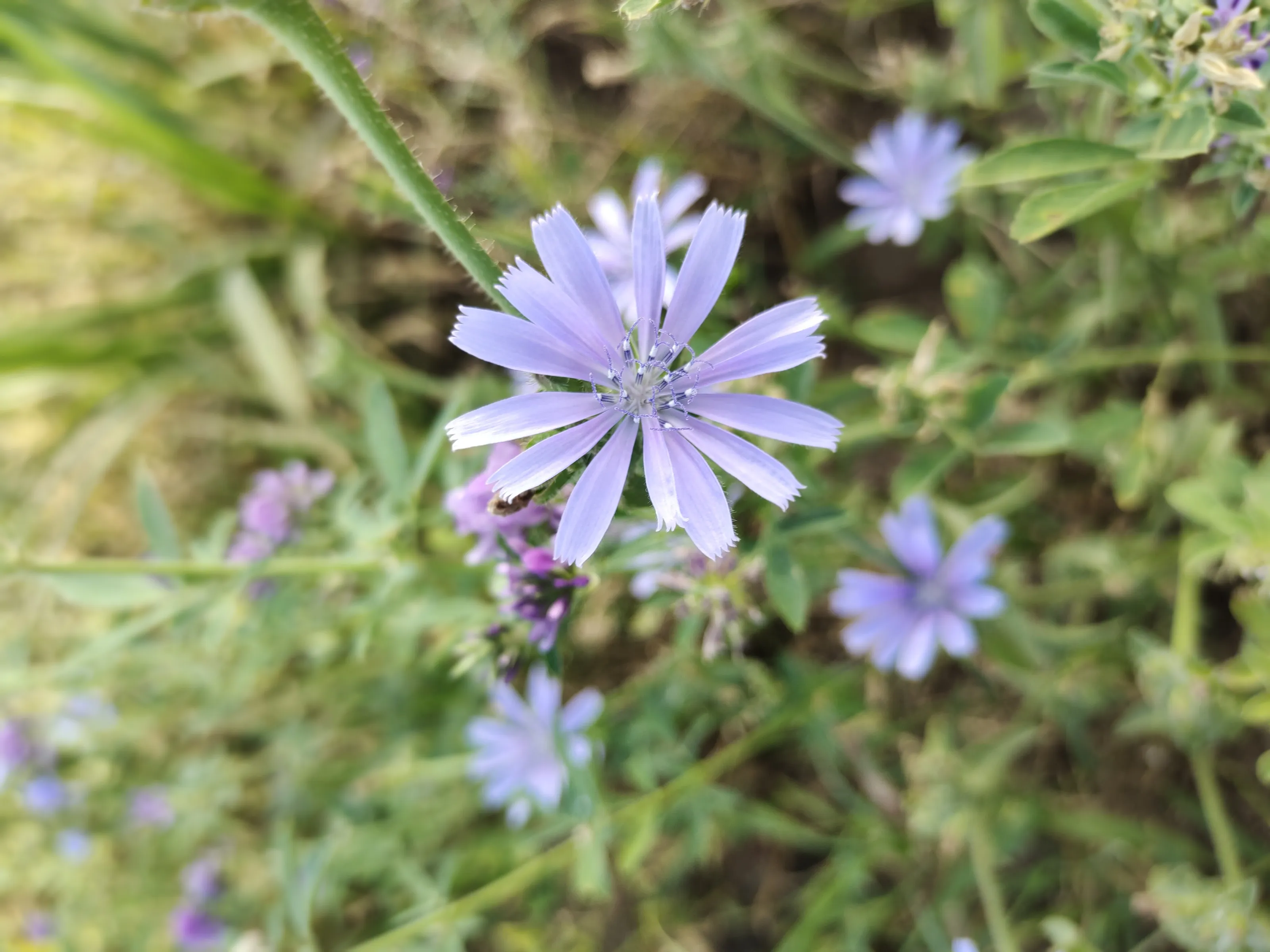 flowers of rajko