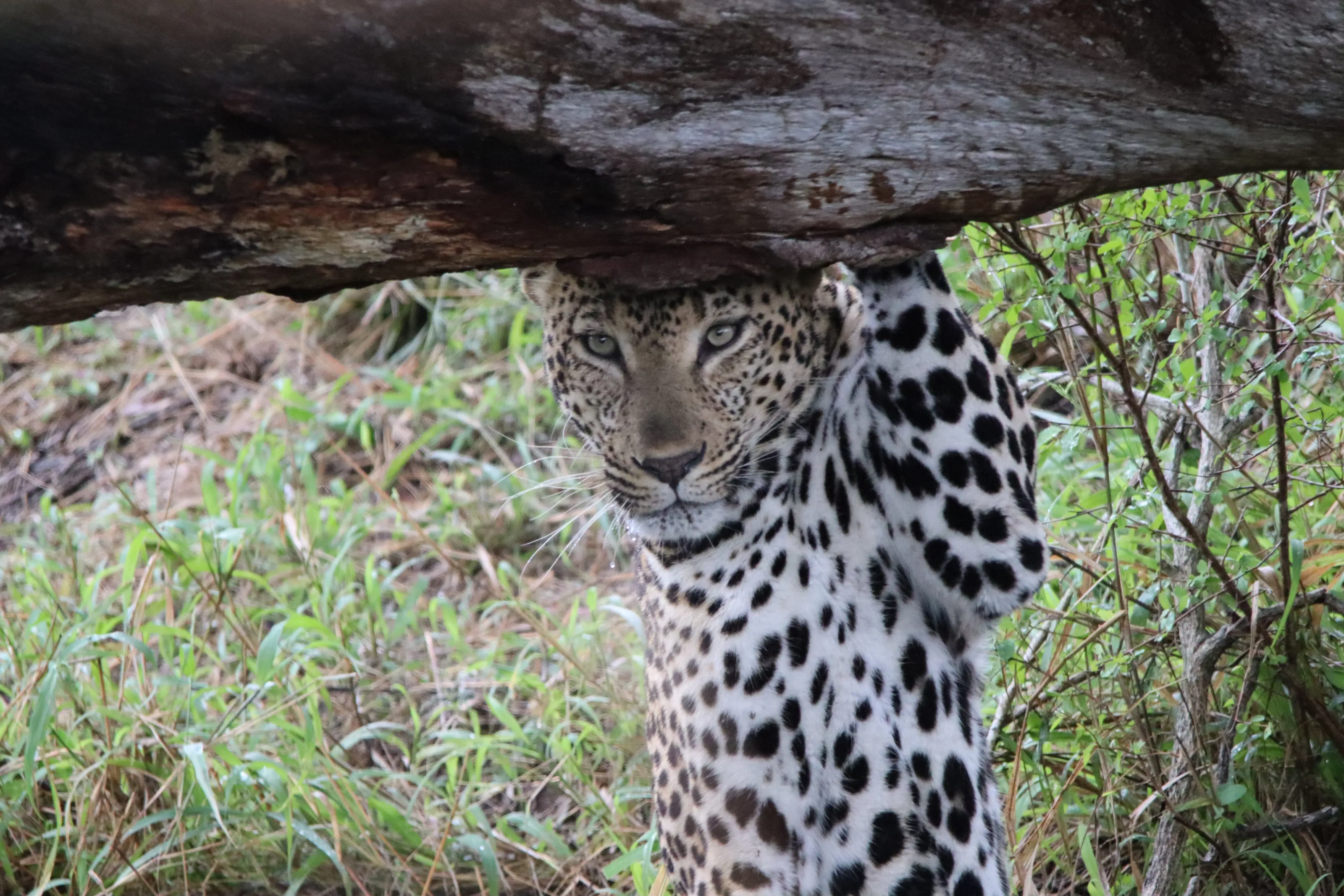 The Handsome Leopard