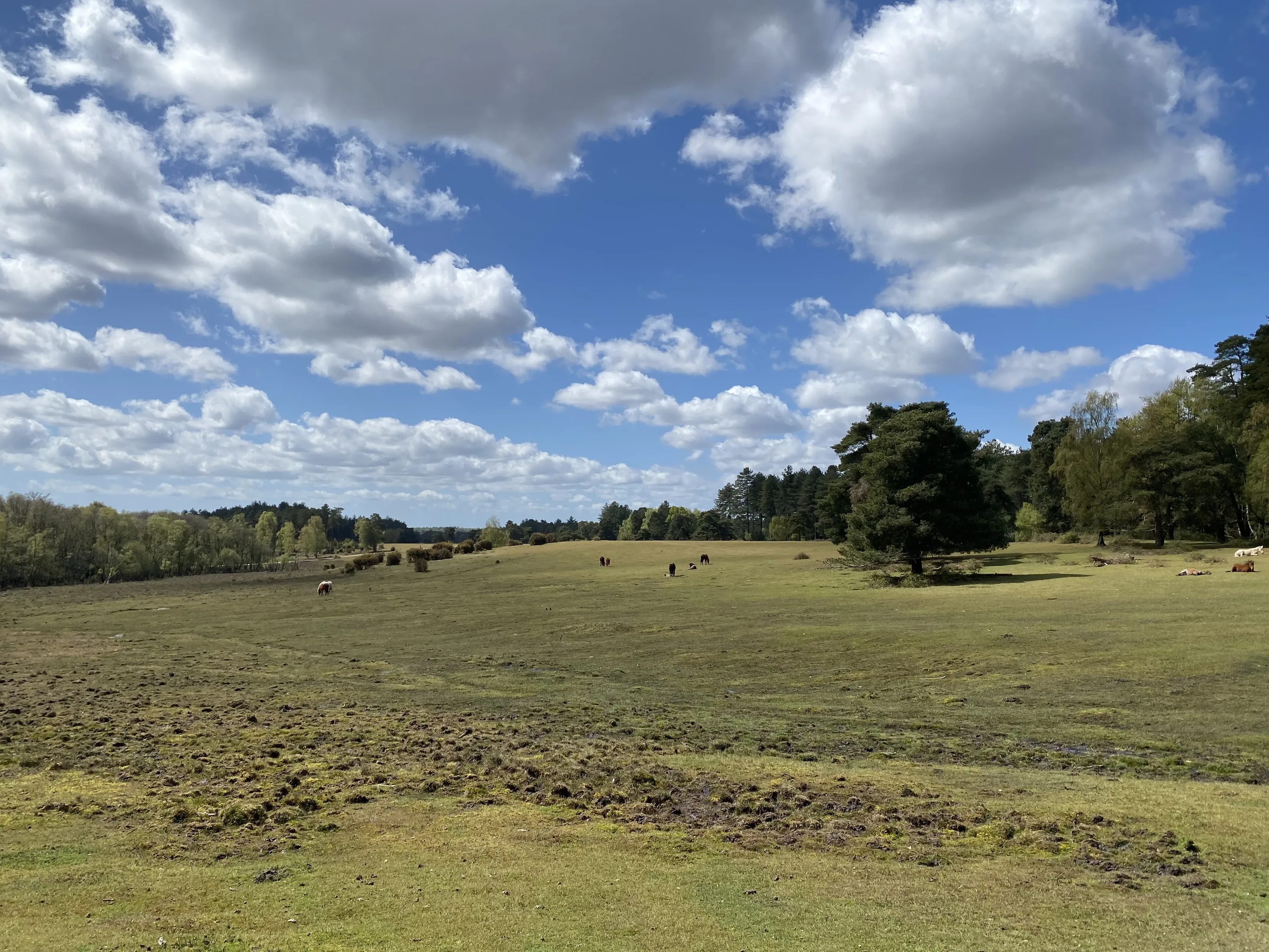 New Forrest