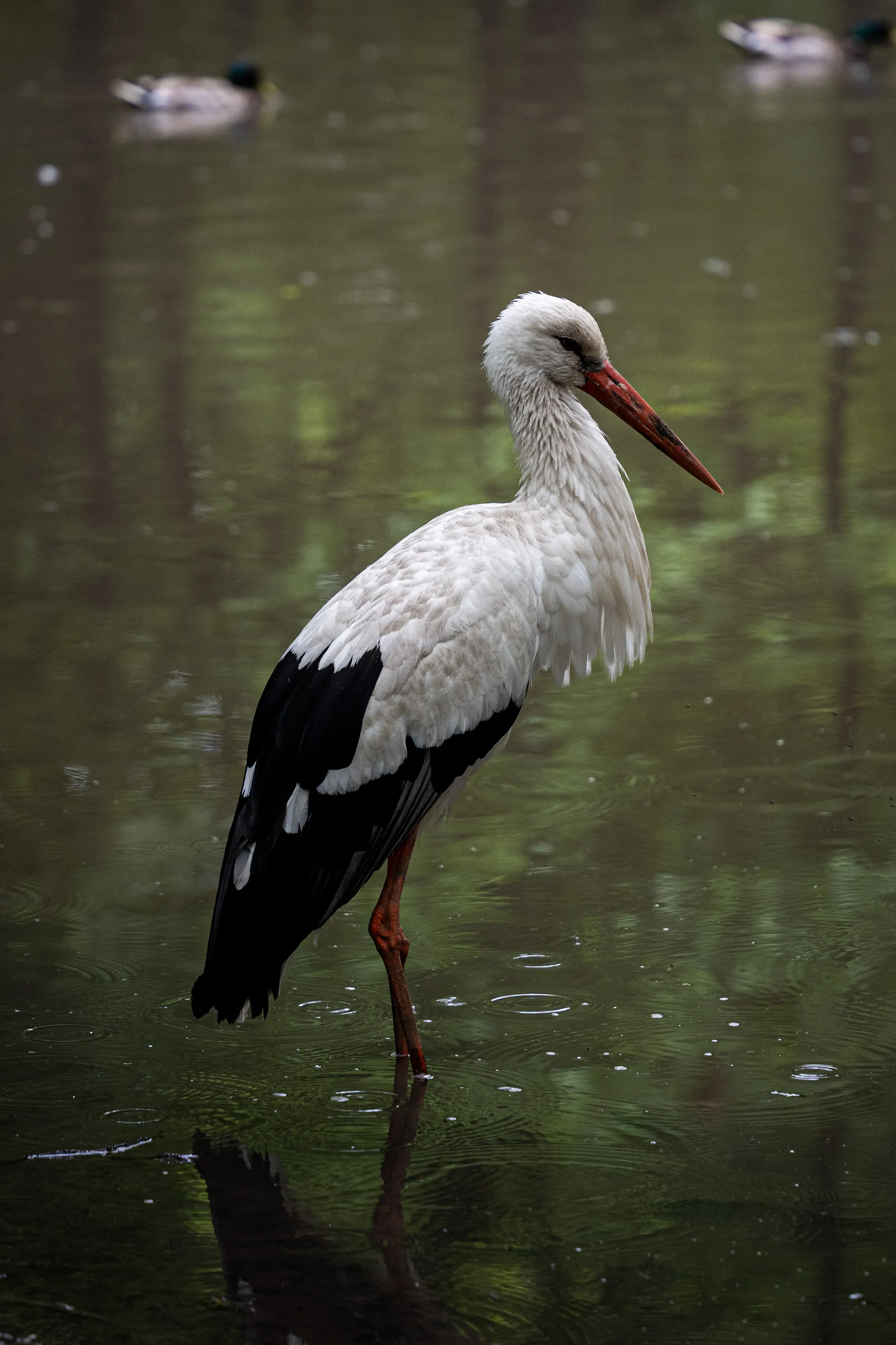 White stork