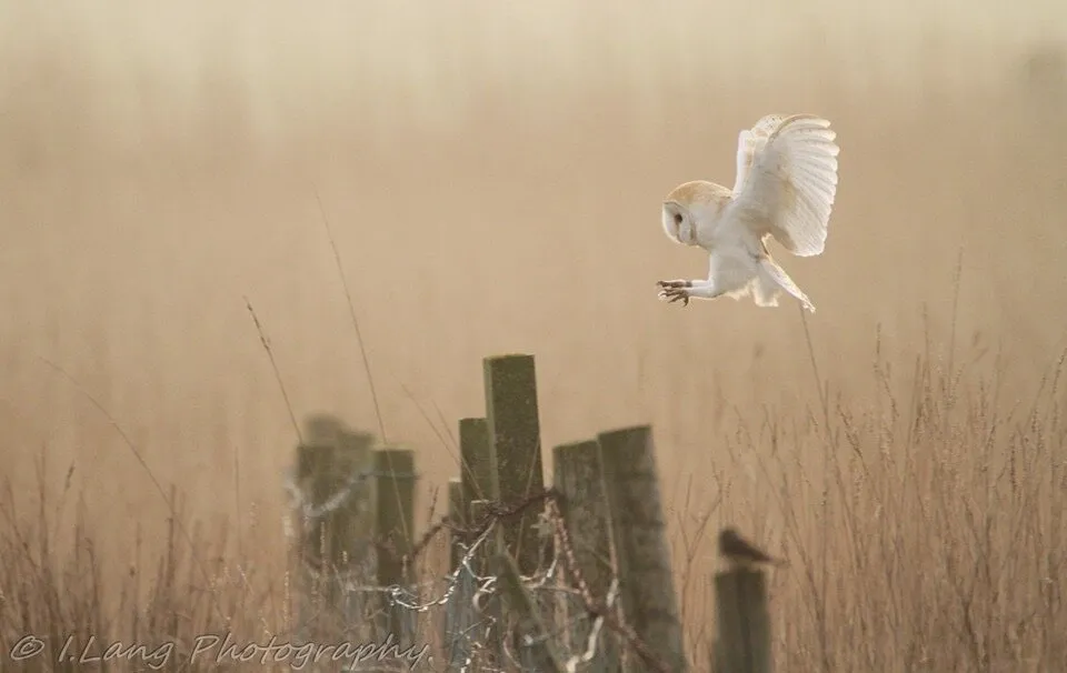 Beautiful barn owl