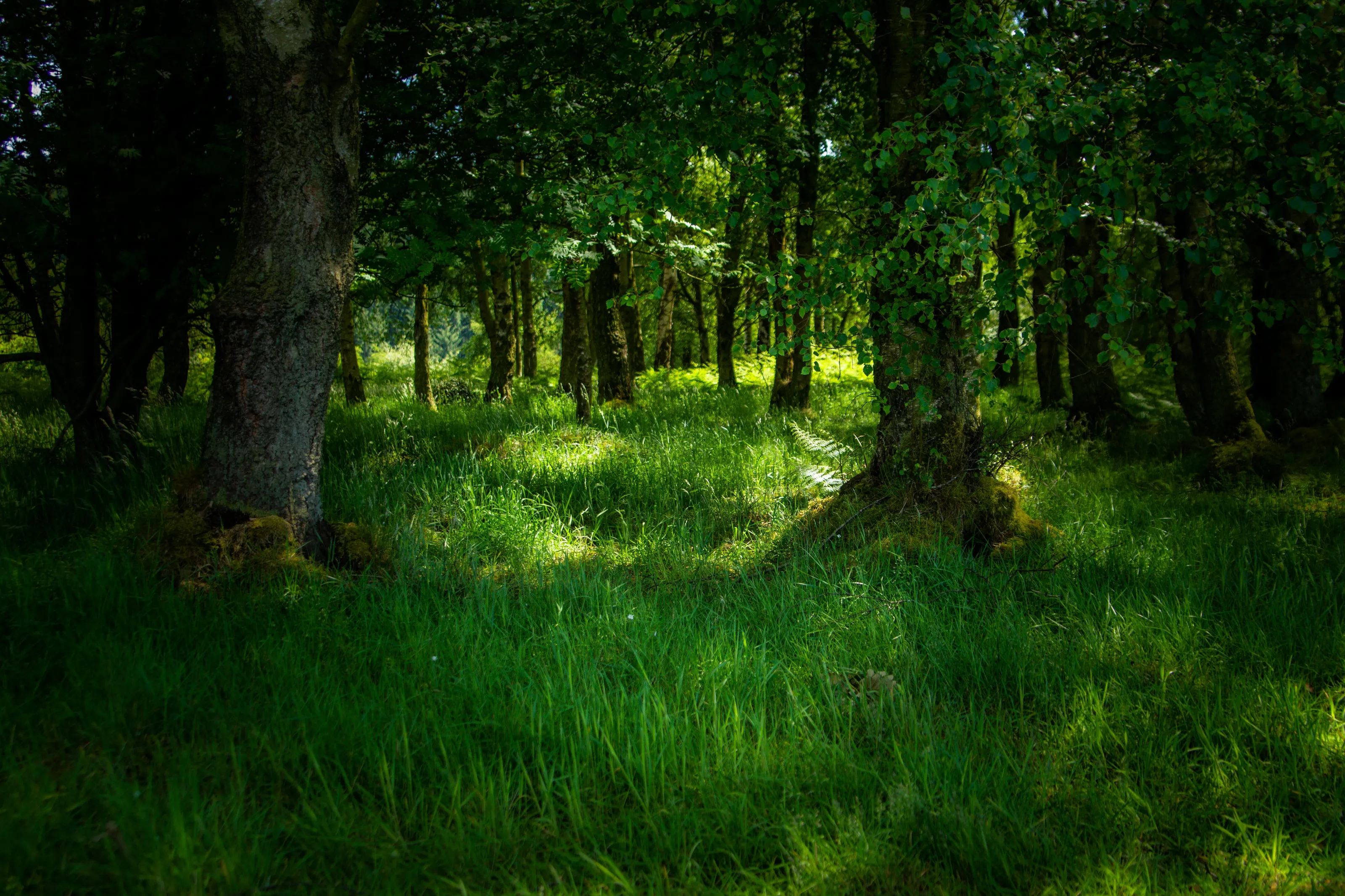 Woodland Dalby Forest