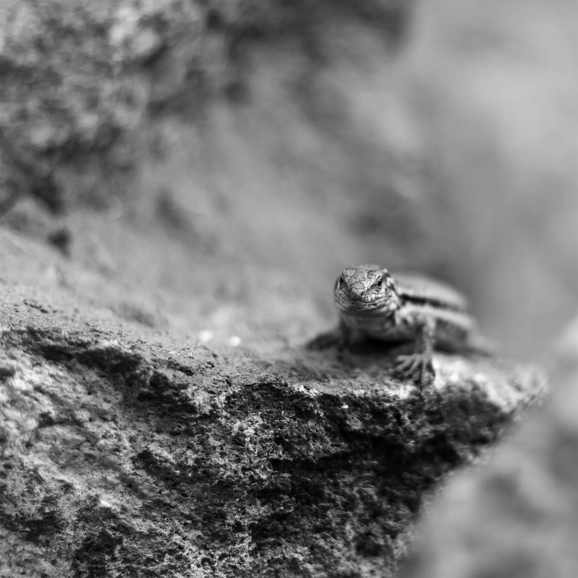 In Focus