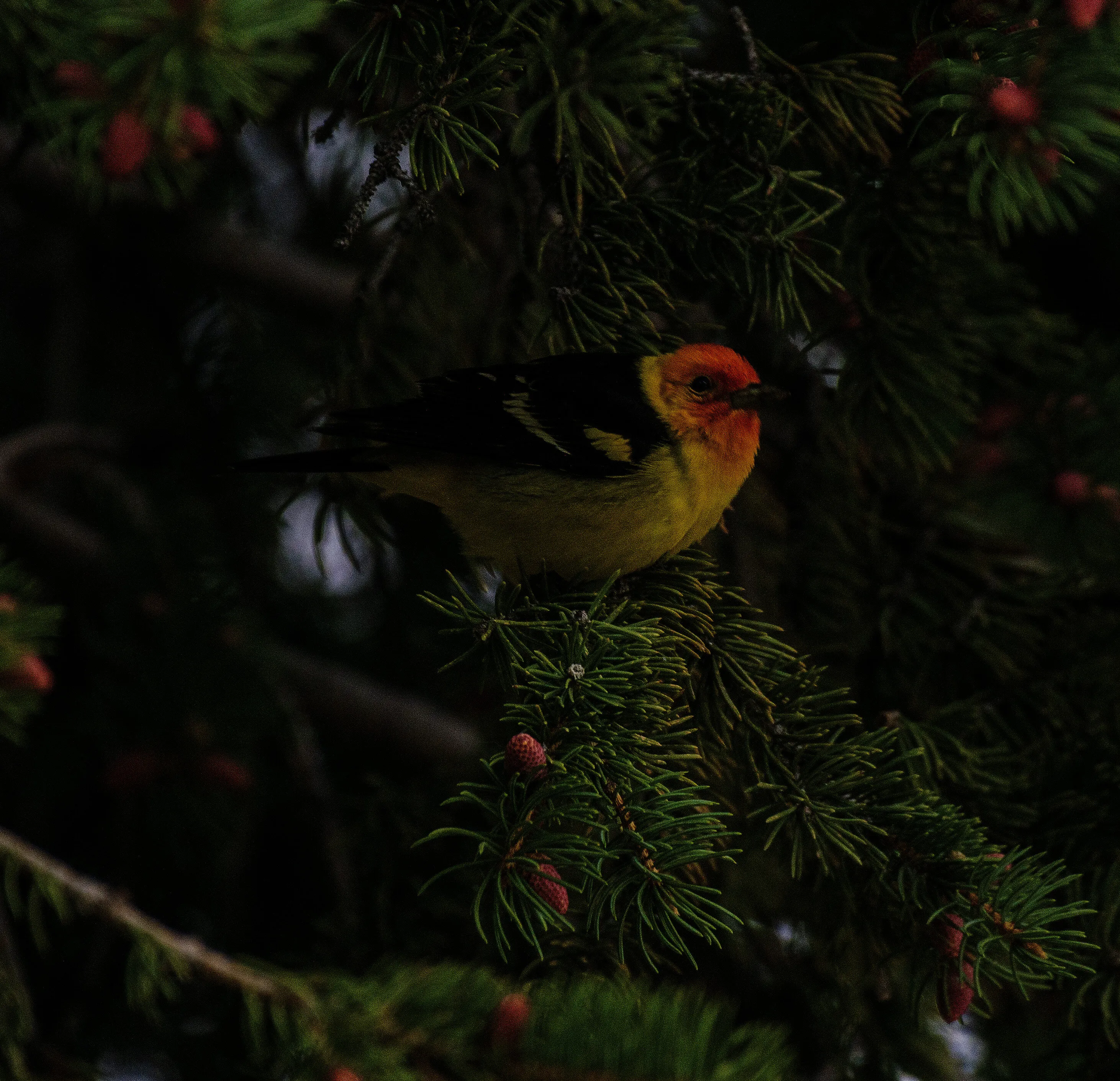 Western Tanager
