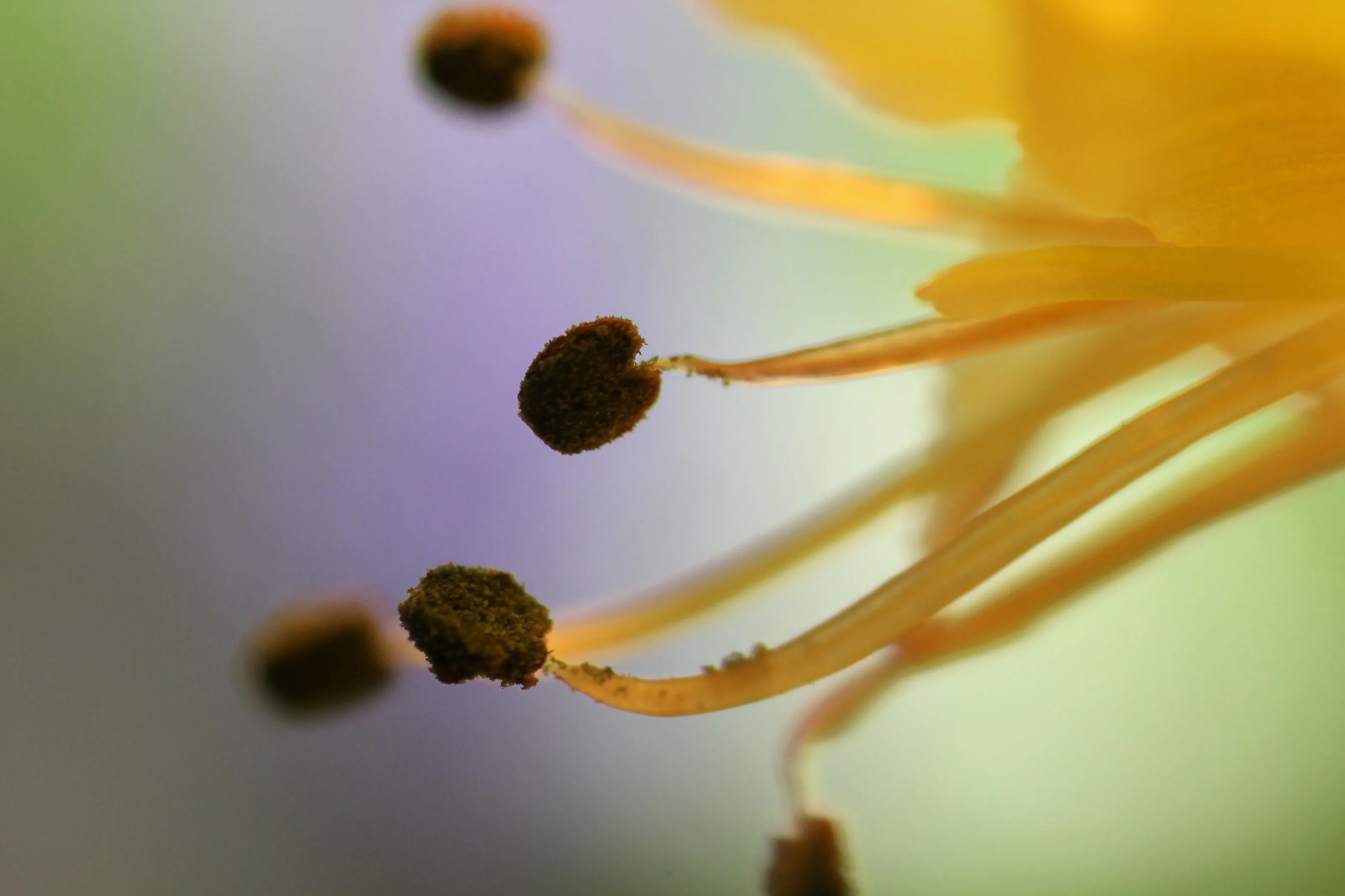 Macro Flower