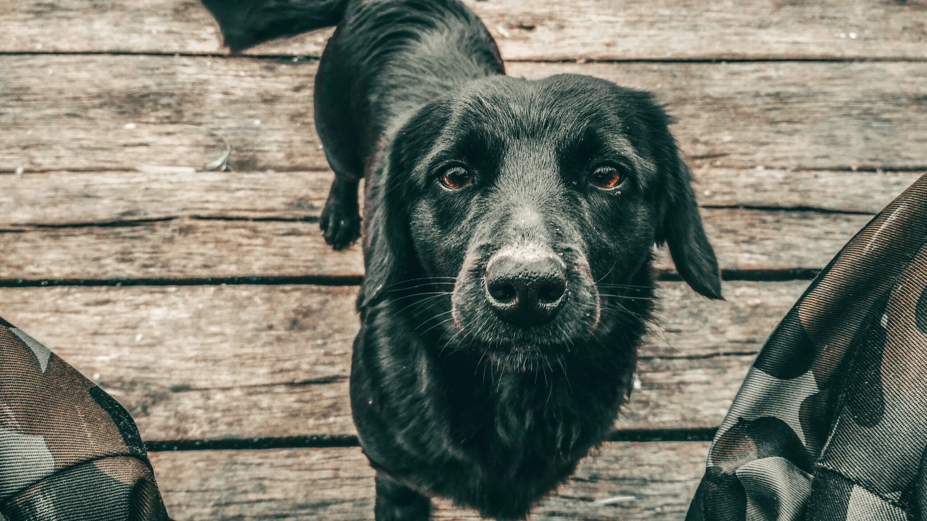 The dog looks at the fisherman