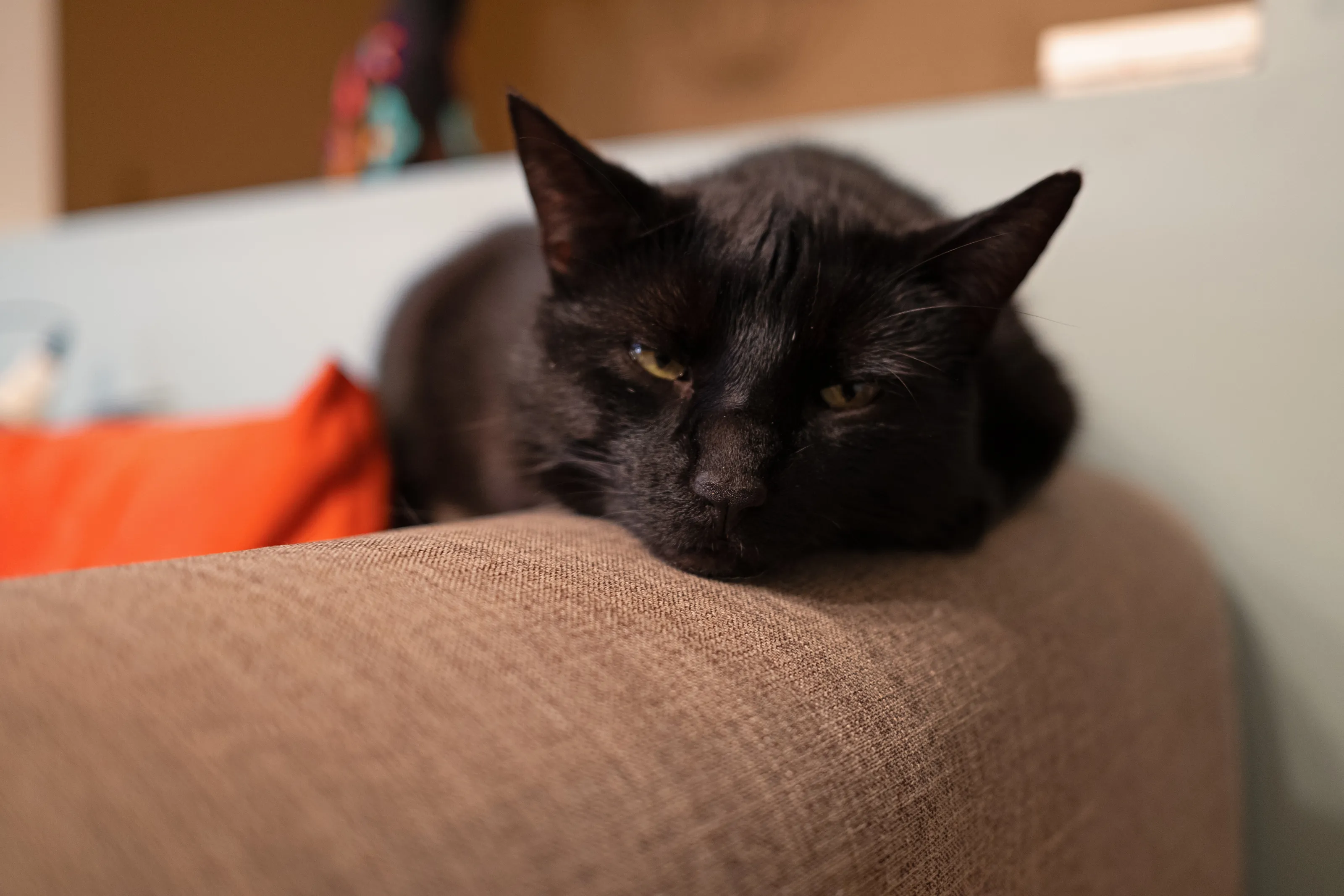 Lazy cat