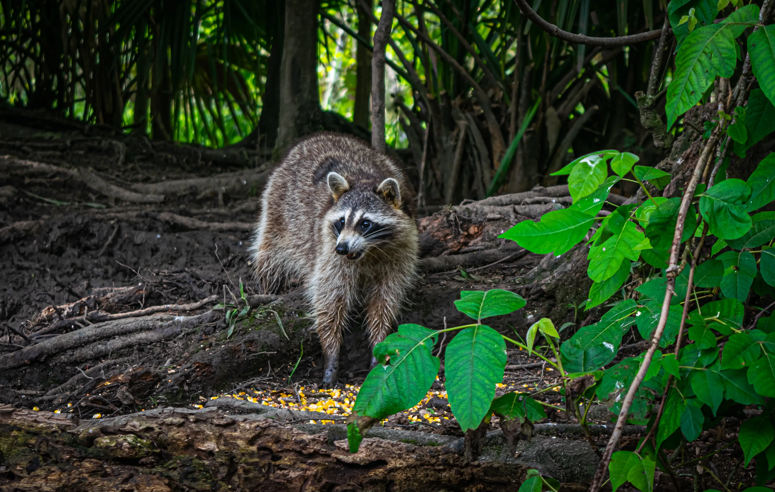 Sketchy Raccoon