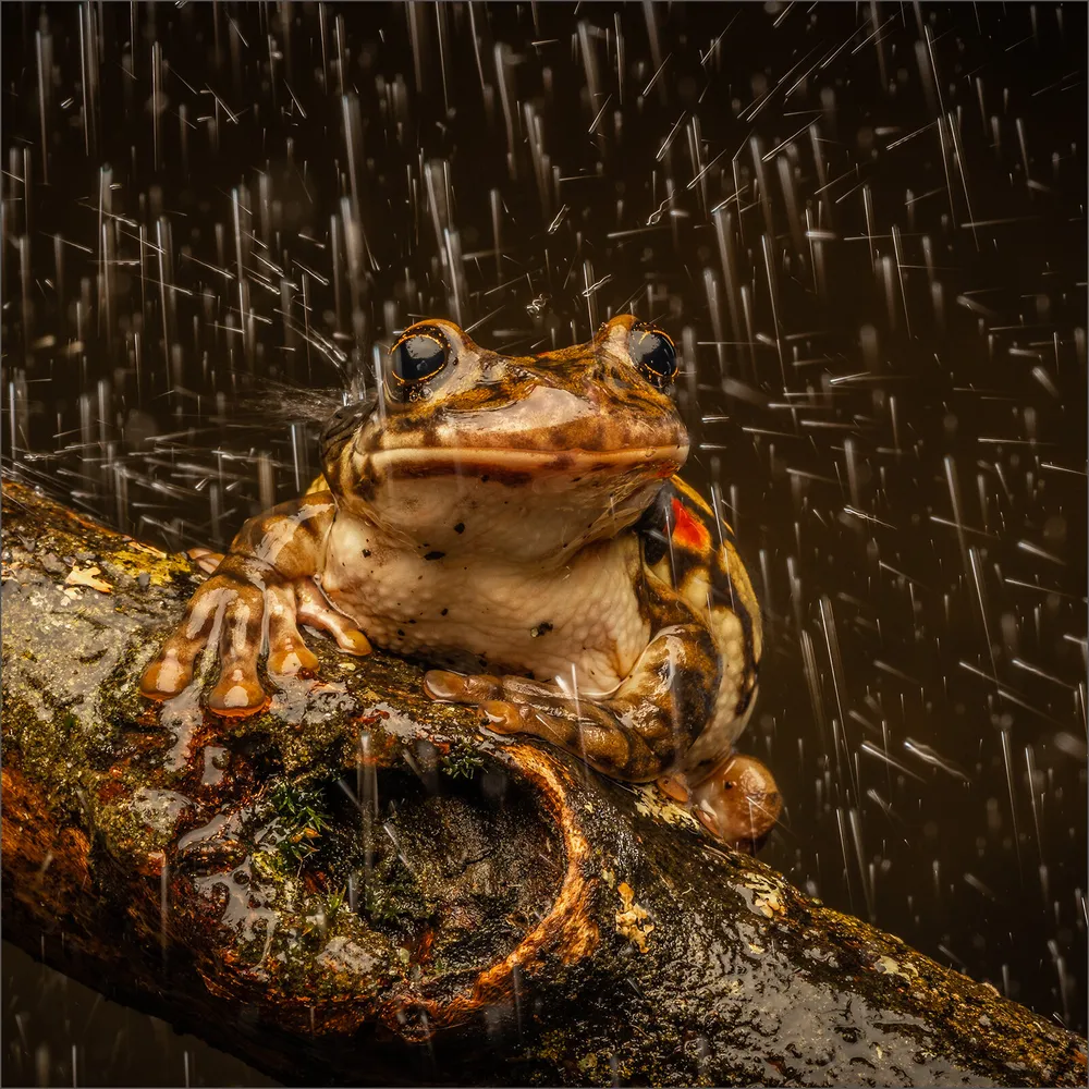 Red Spot Milk Frog in Rain
