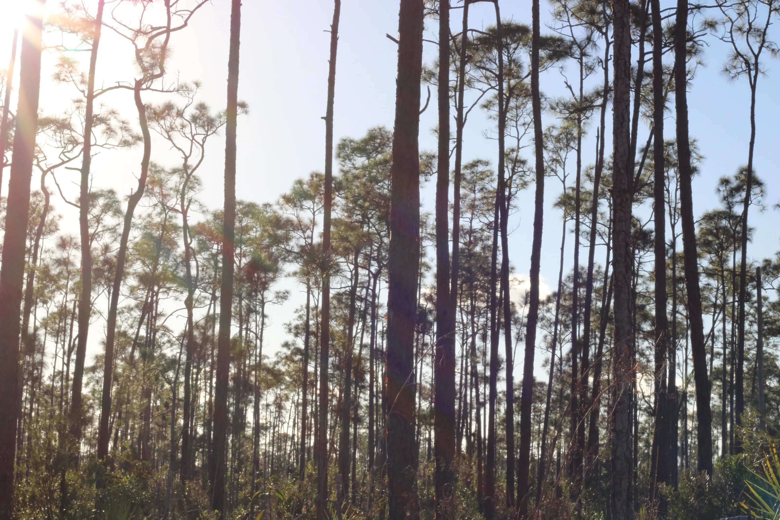 A beautiful forest