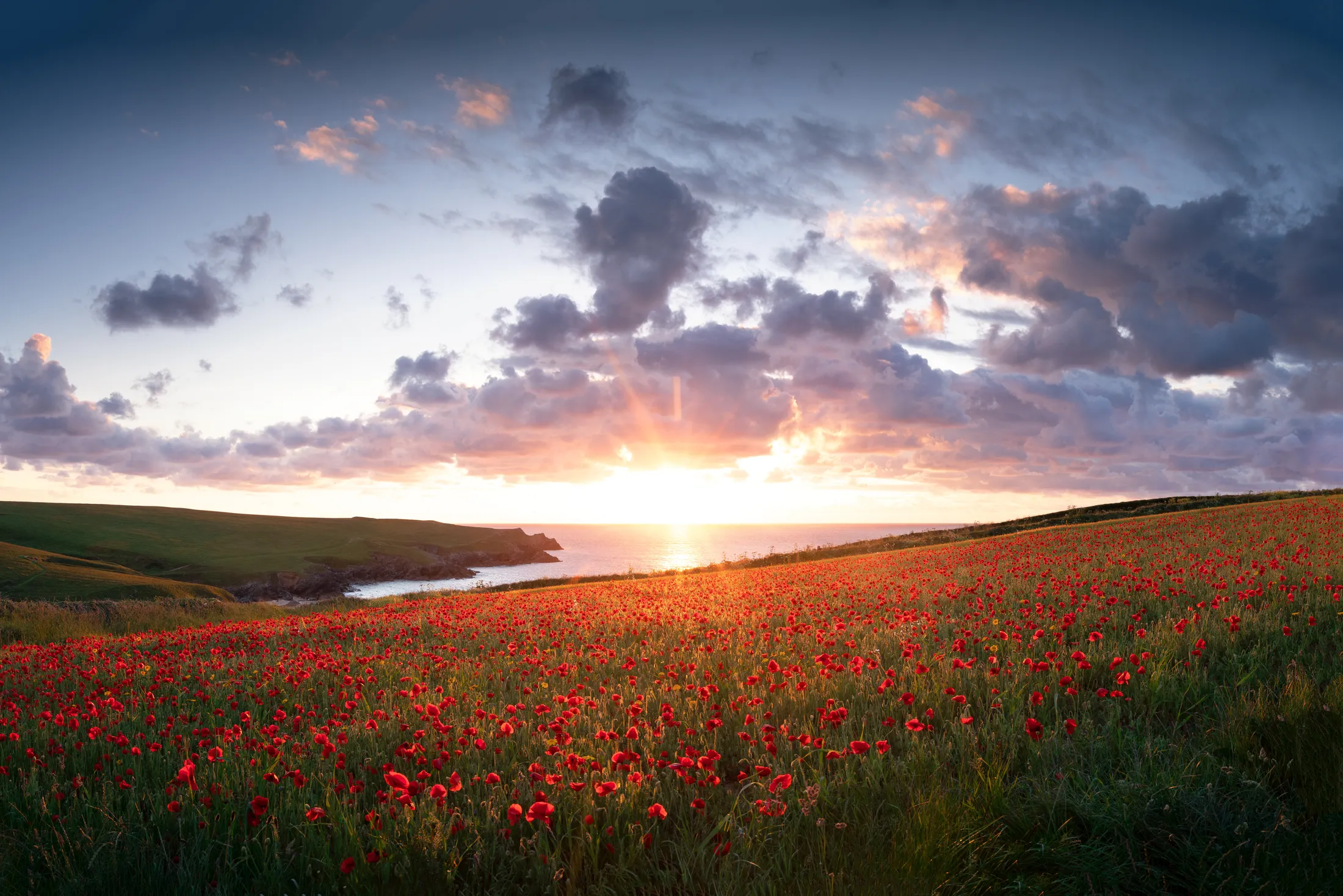 POLLY POPPIES