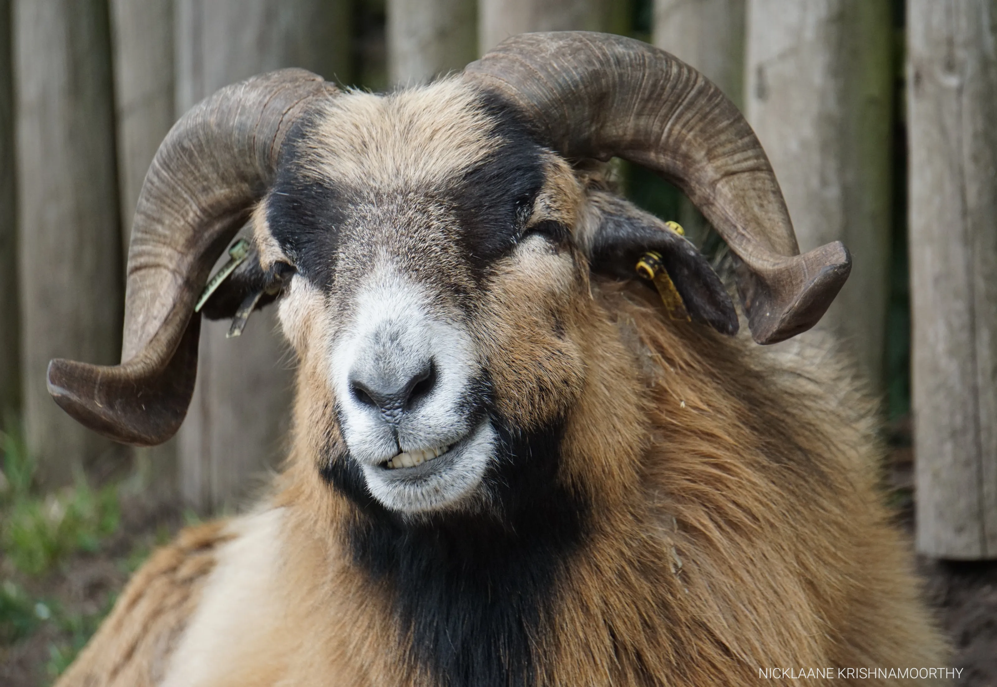 Cameroon Sheep