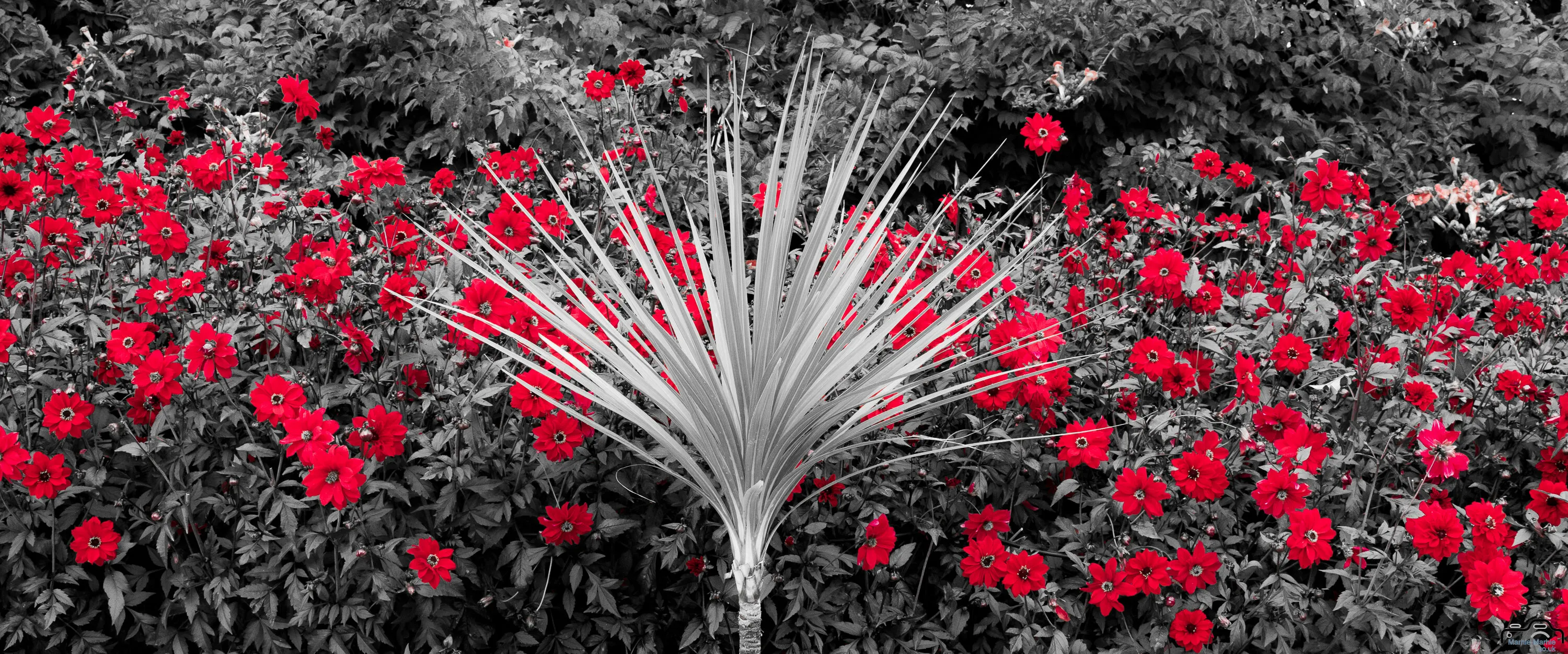 Deep Red