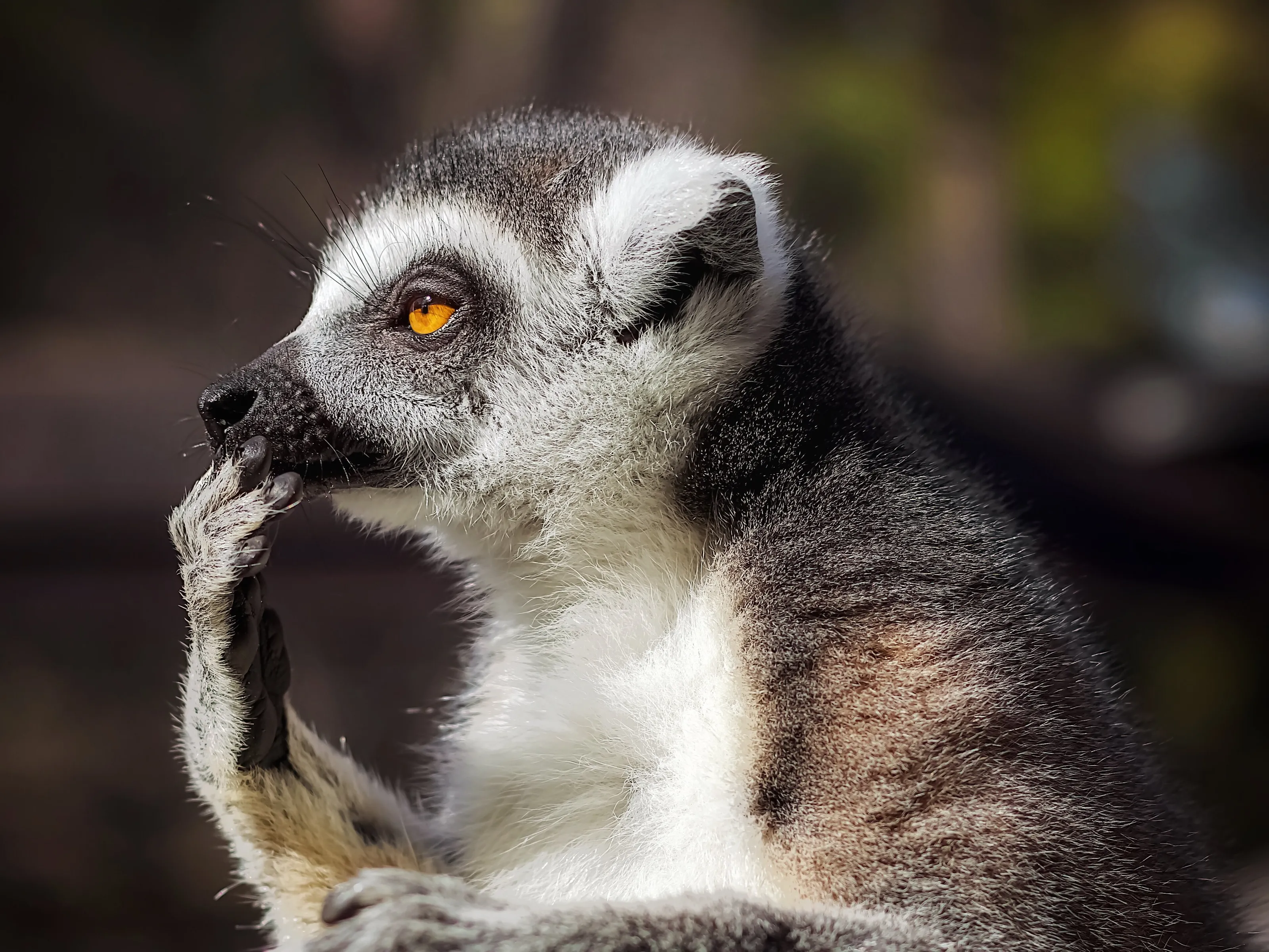 Pondering Lemur