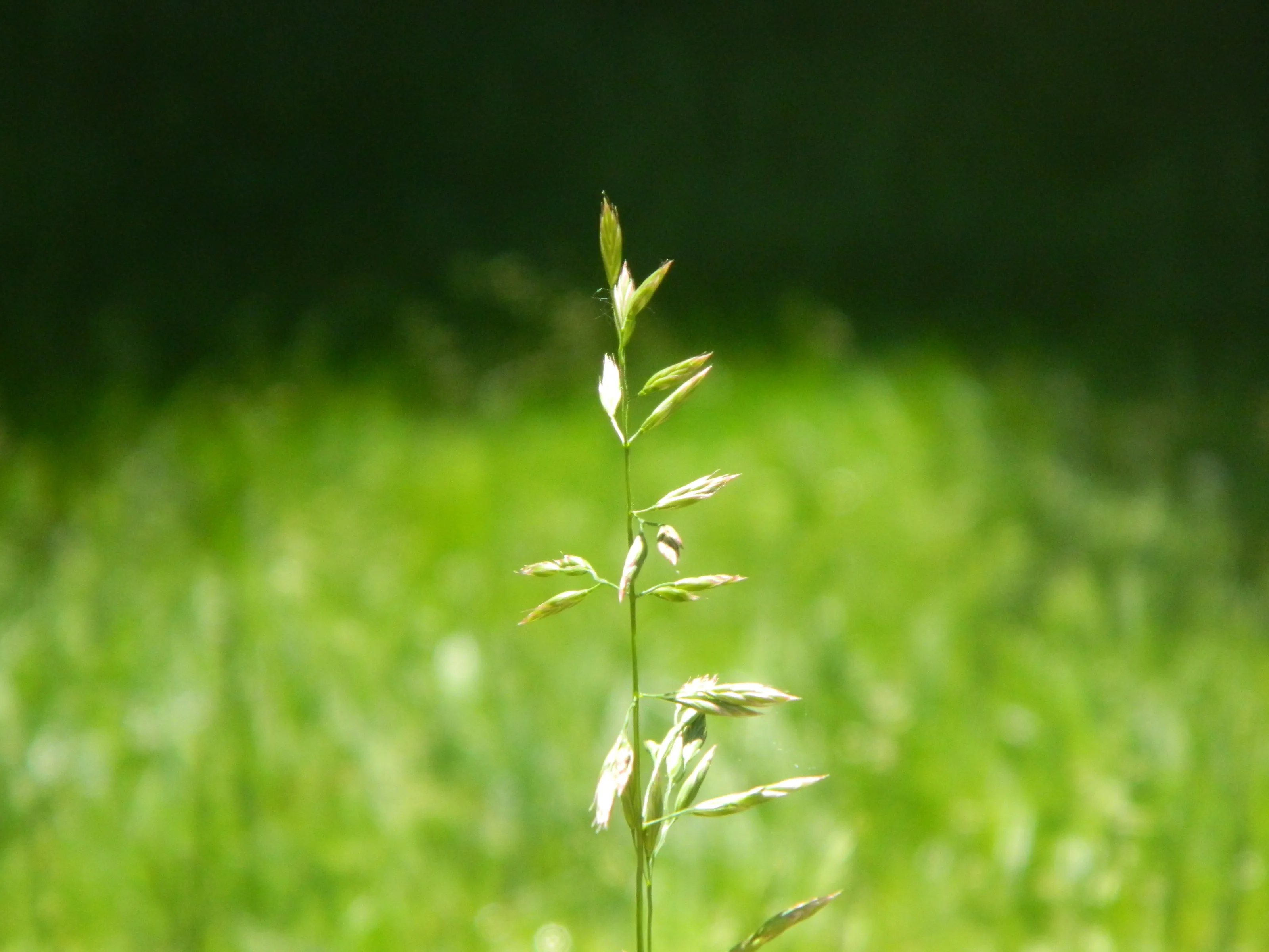 Grass