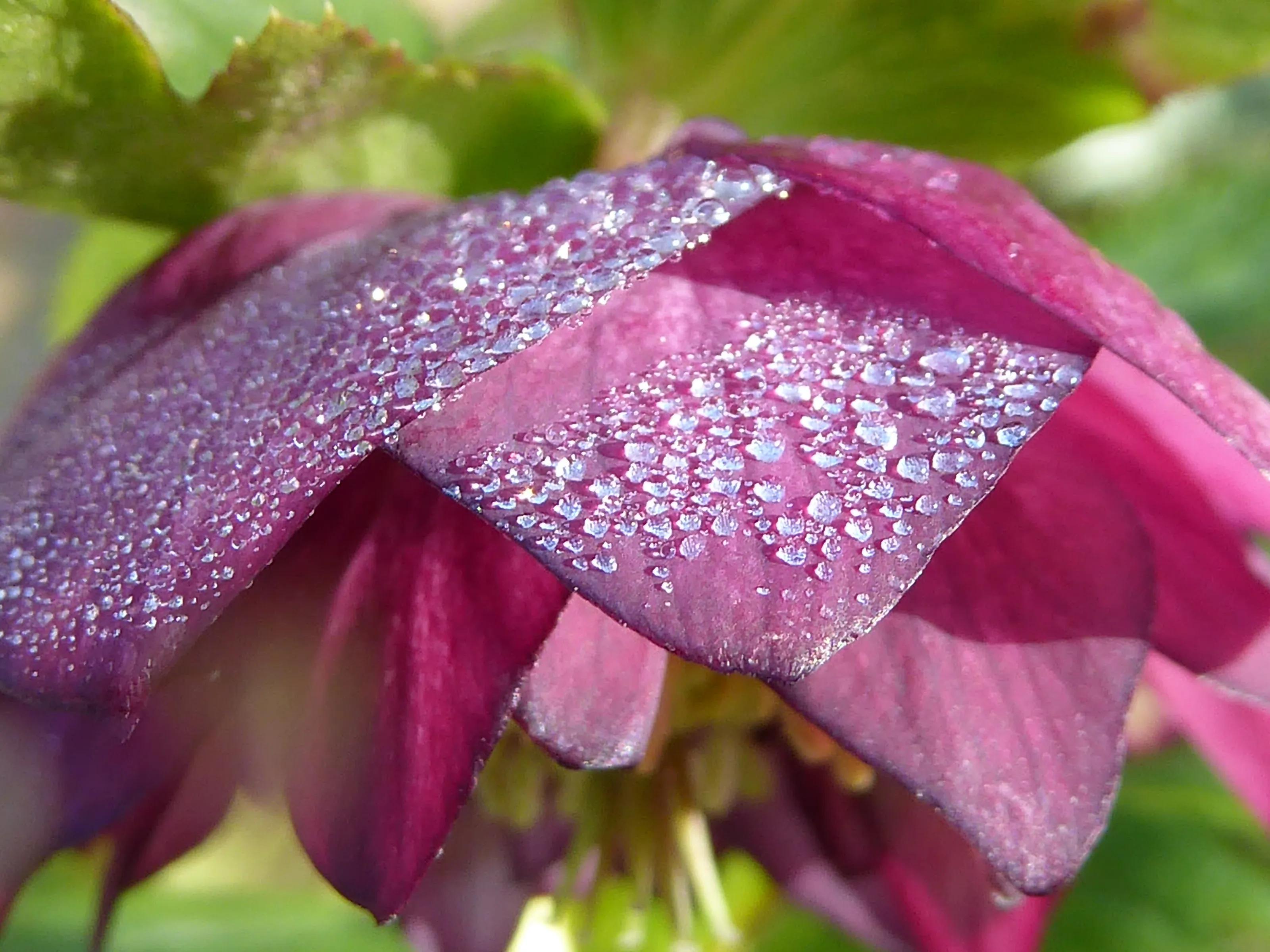 Early morning hellebore