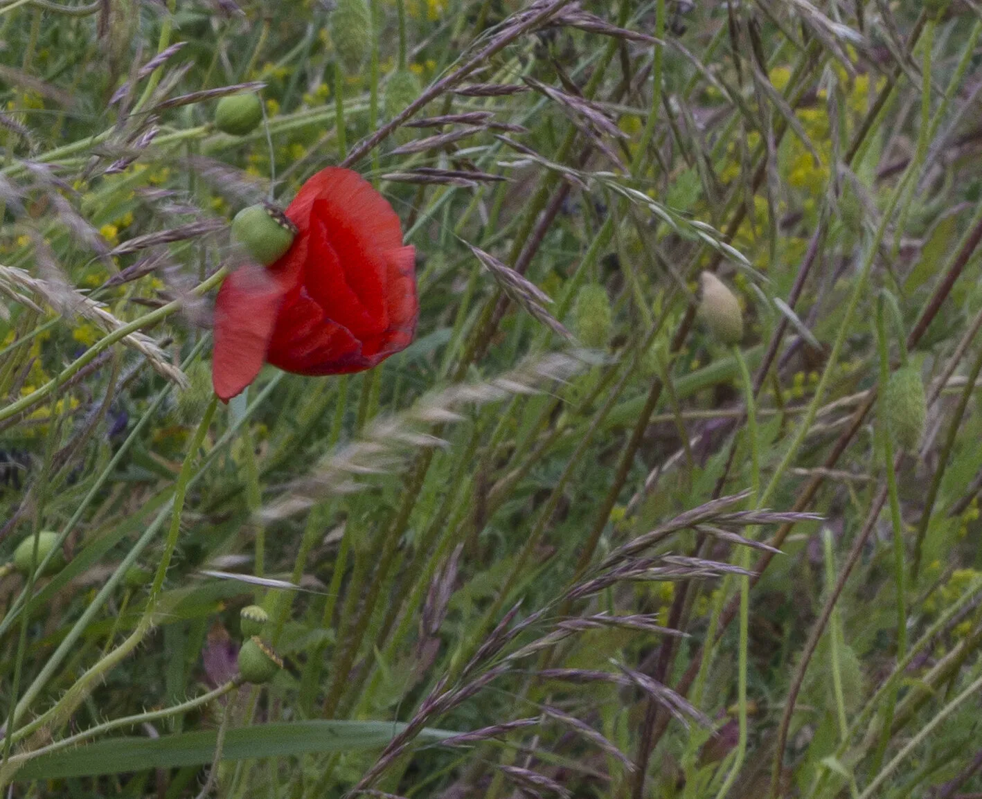 A Wild Poppy