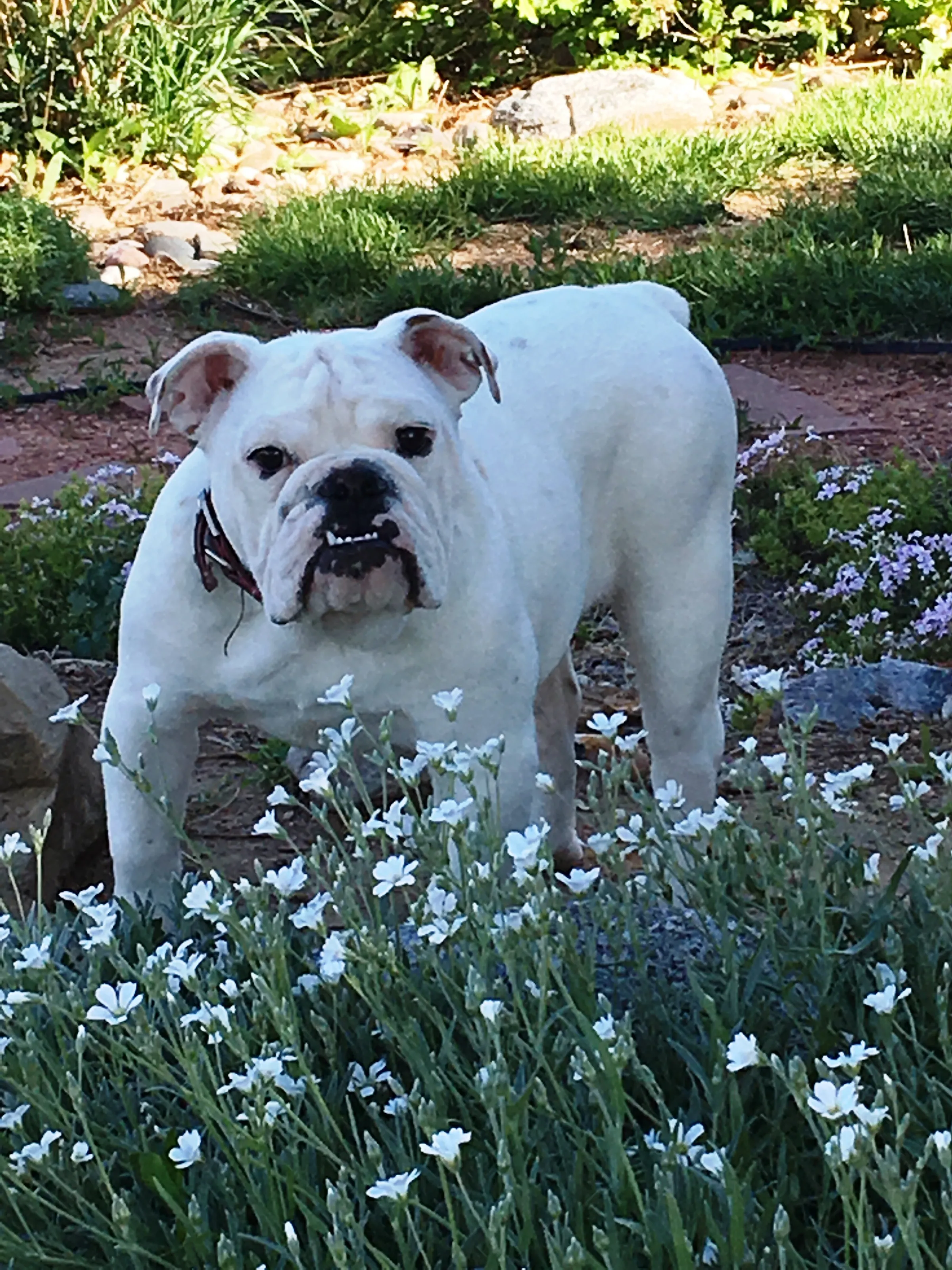 Hooligan in the Garden