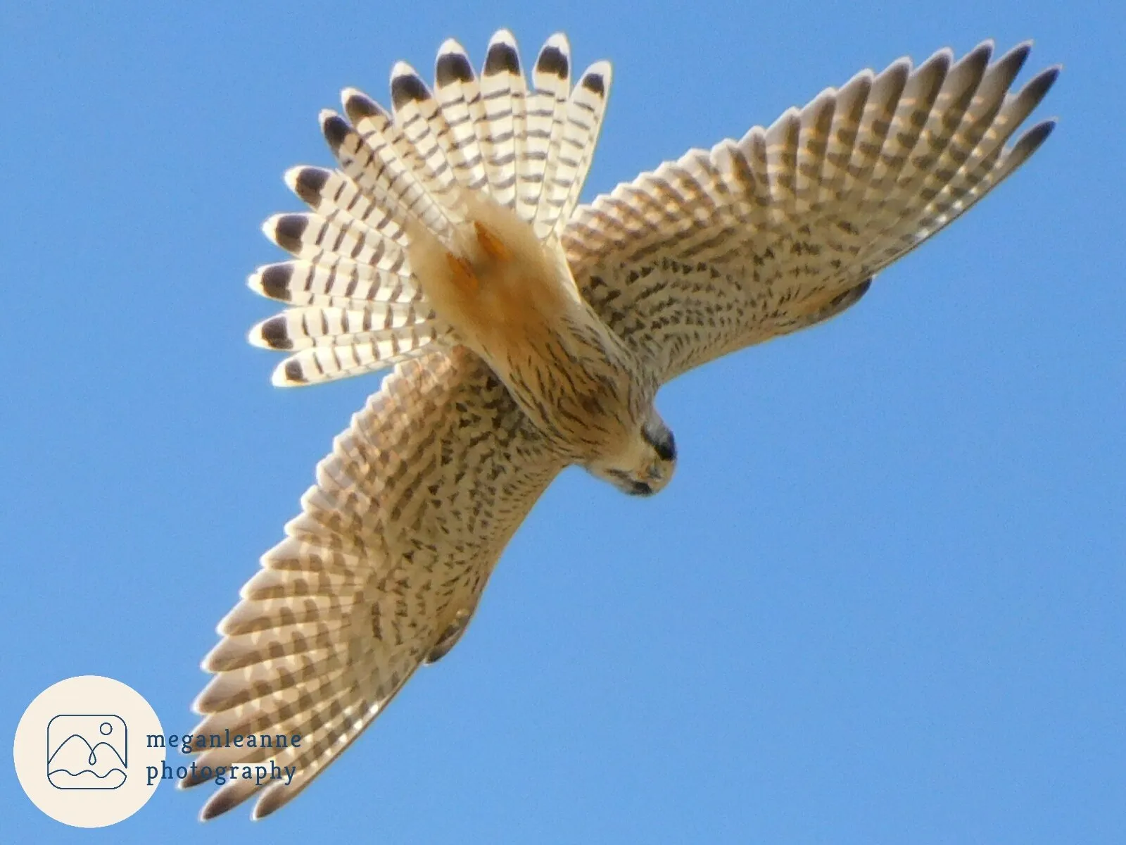 Kestrel hovering overhead