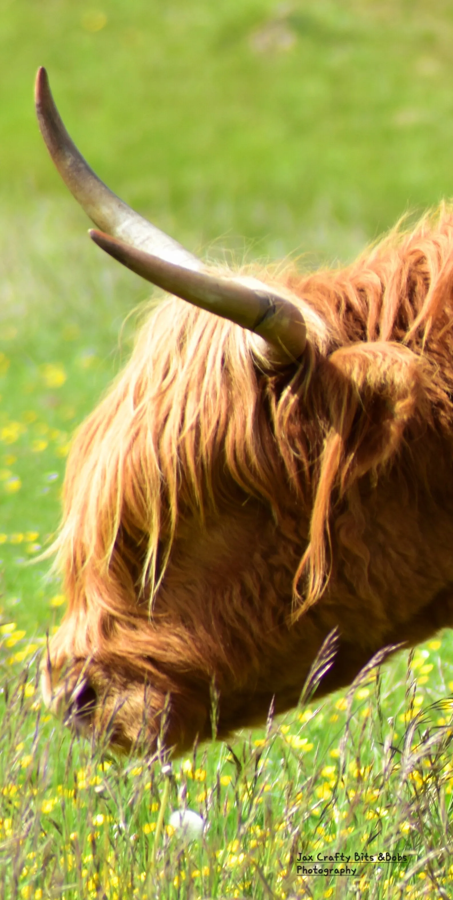 Highland cow