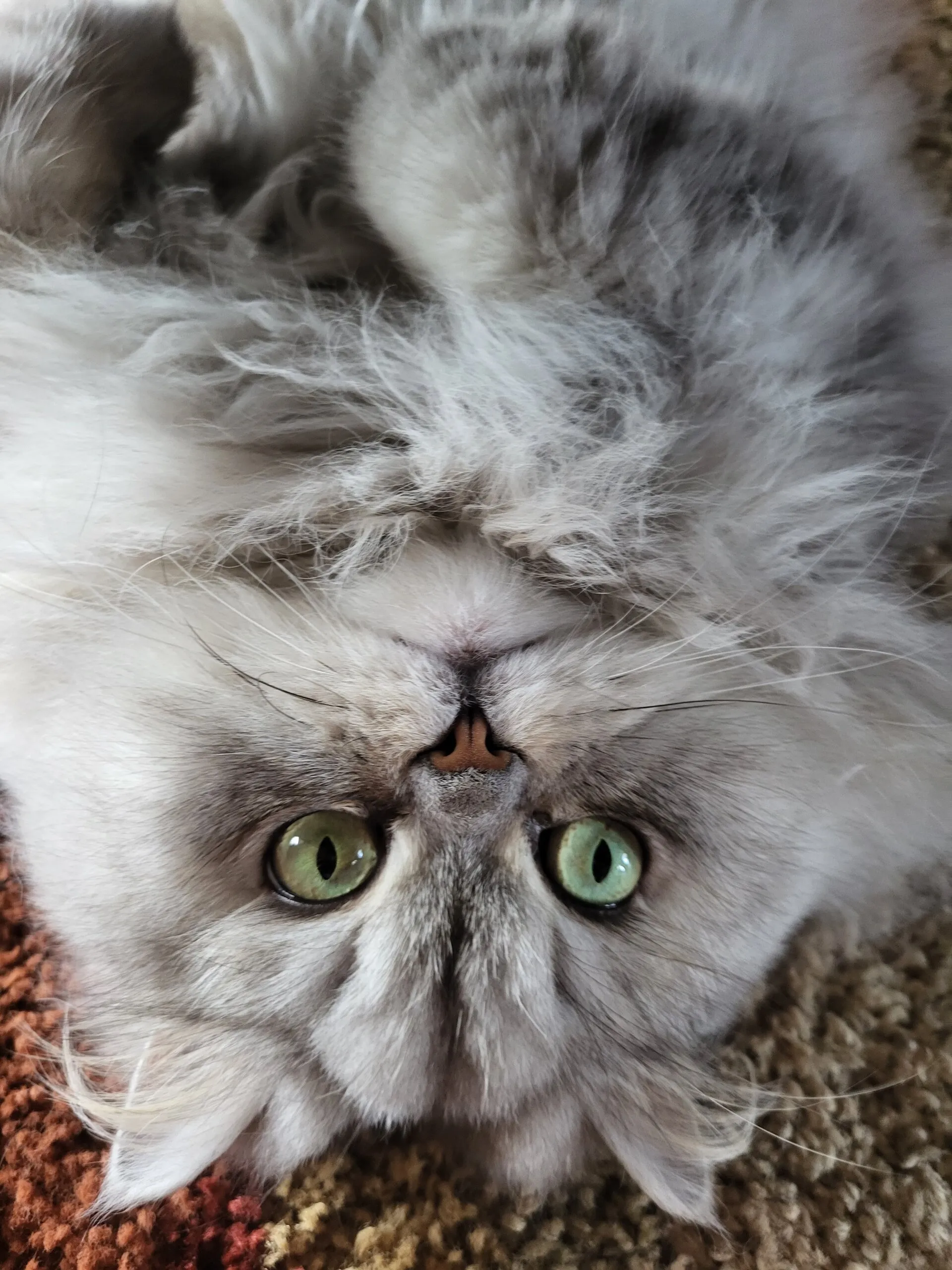 Quincy the Cat