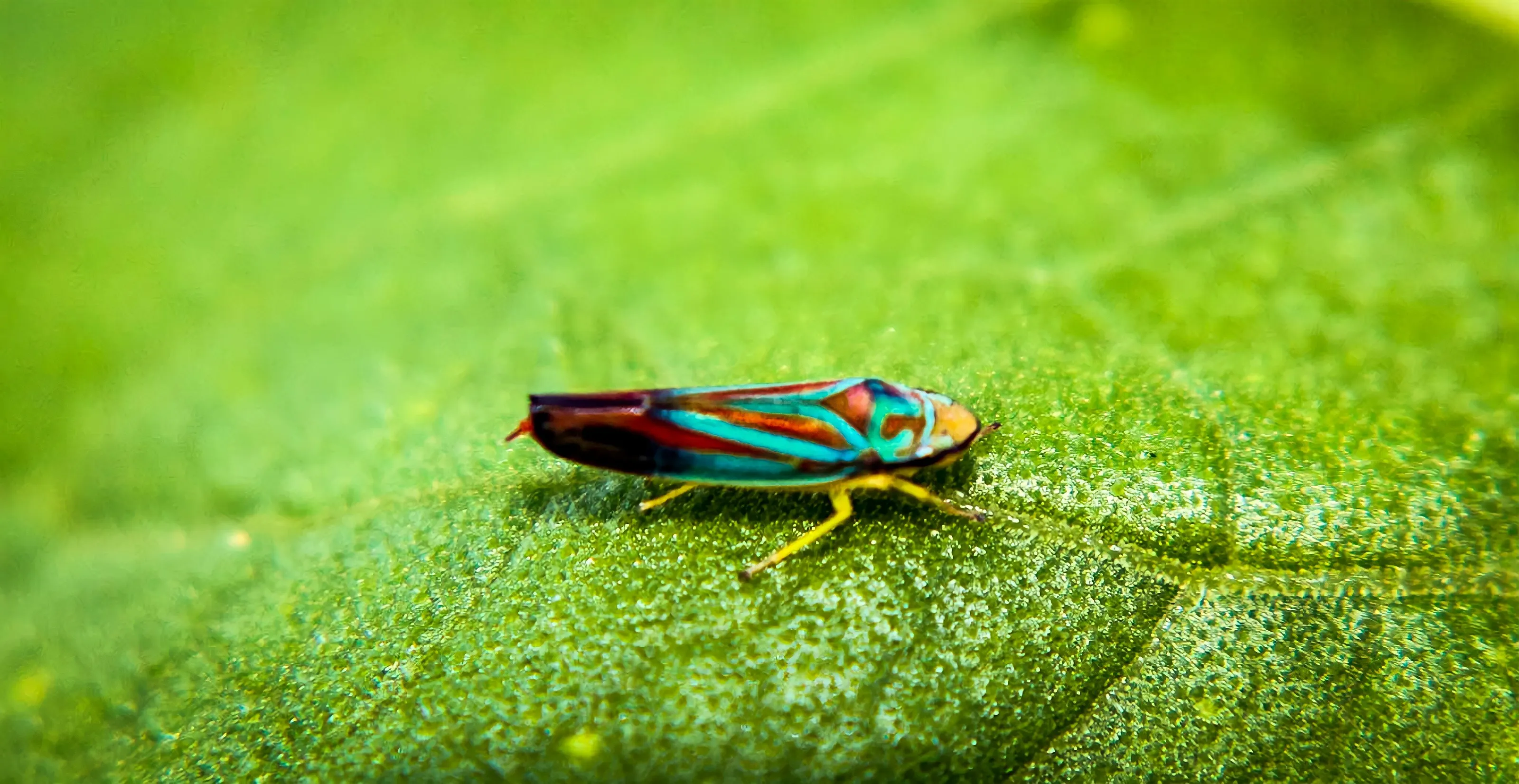 Leaf hopper