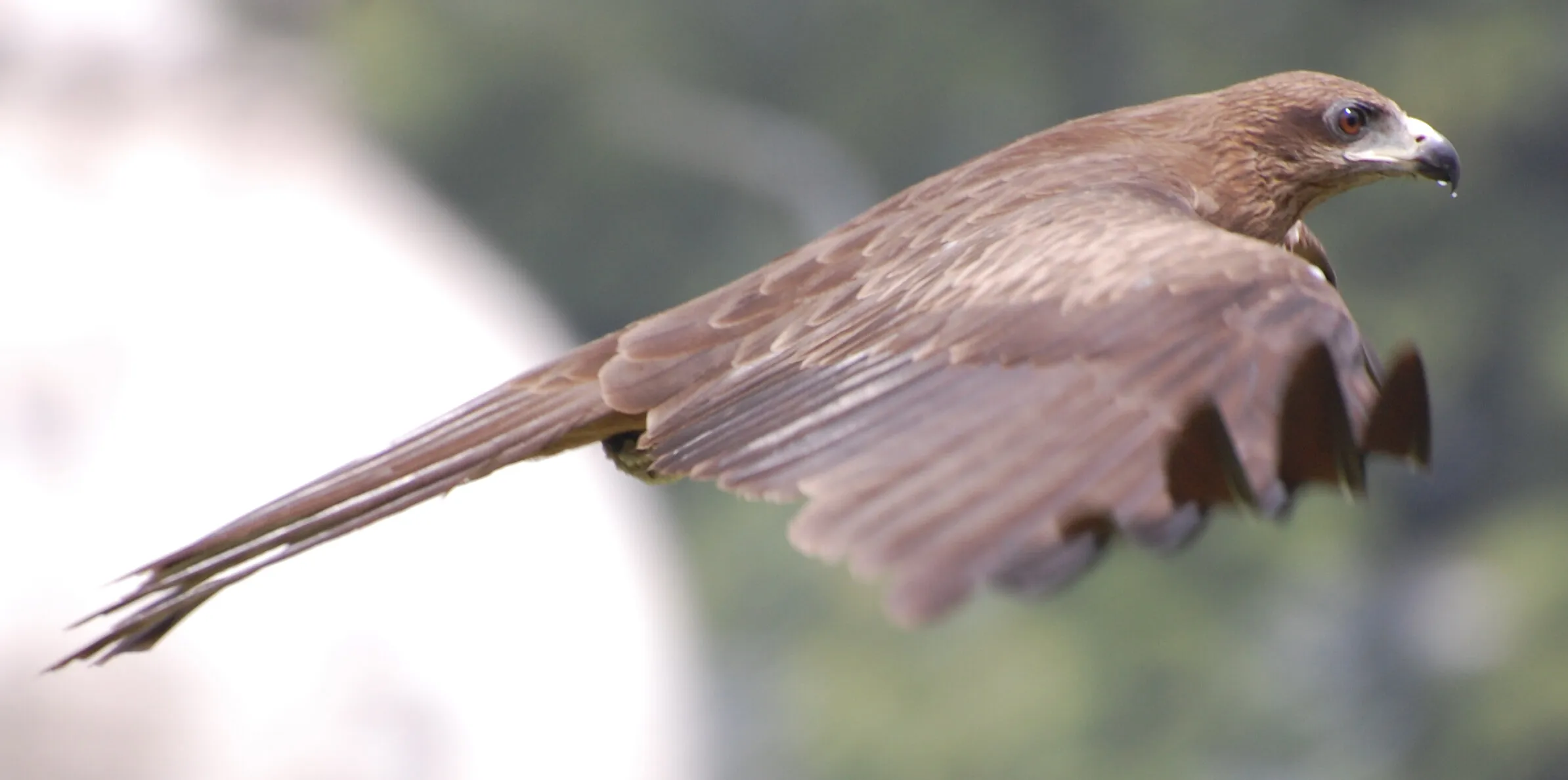 Pariah Kite