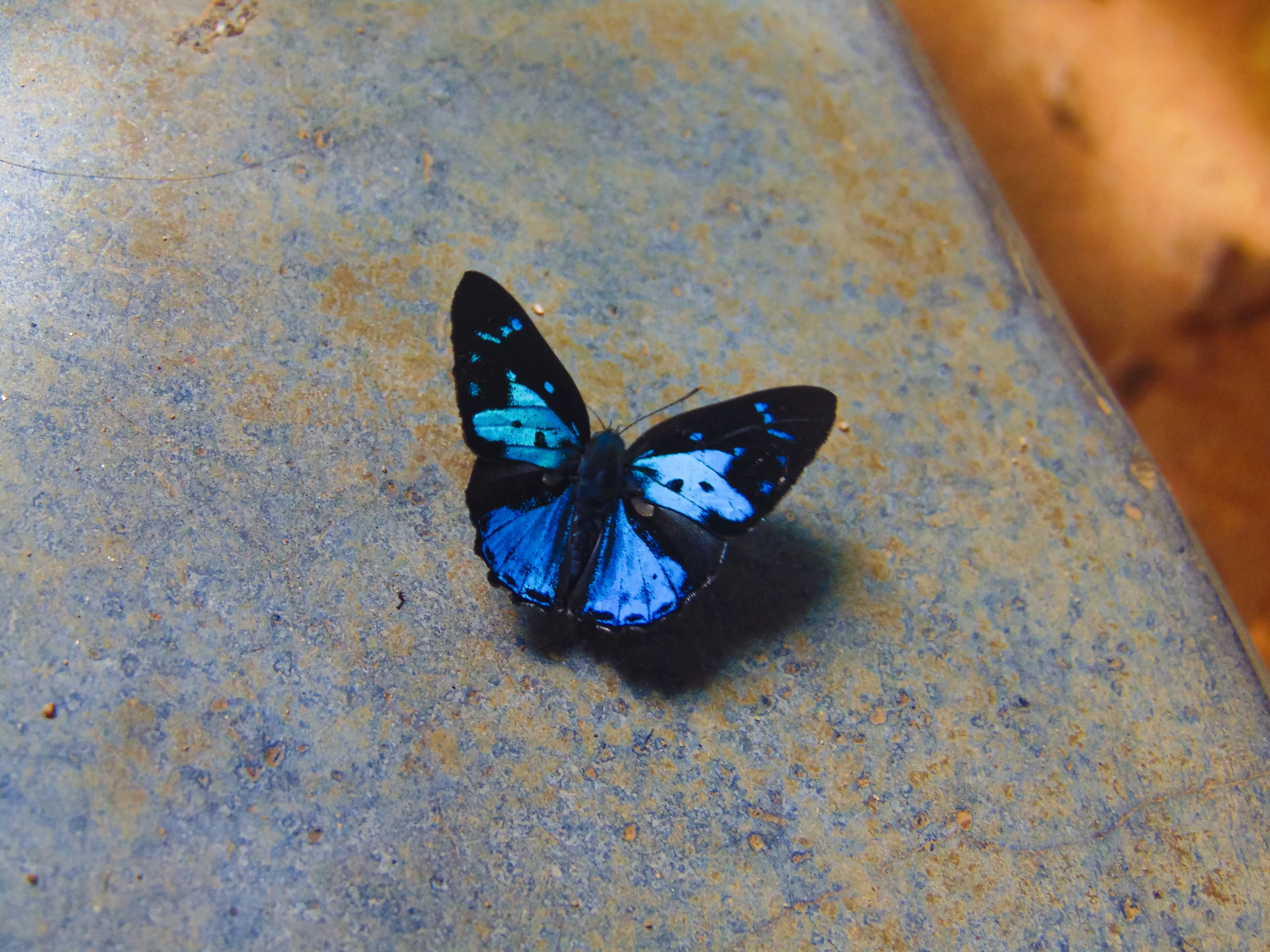 Poritia Hewitsoni, The Common Gem, Small Butterfly found in South East Asia.