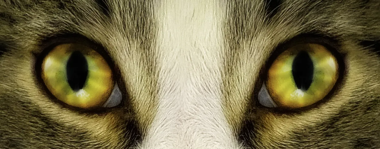 Entry 27590925