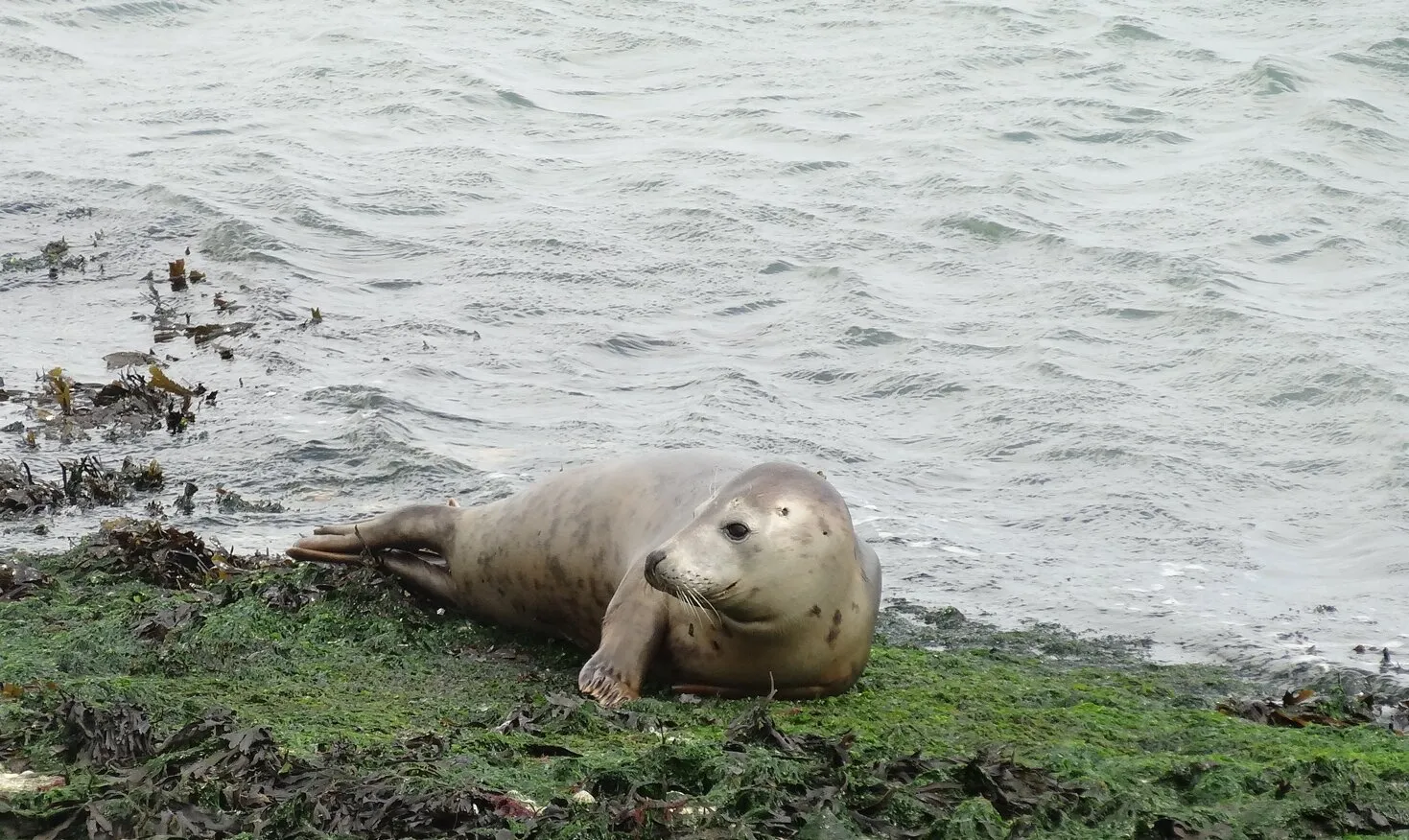 Chilled out seal