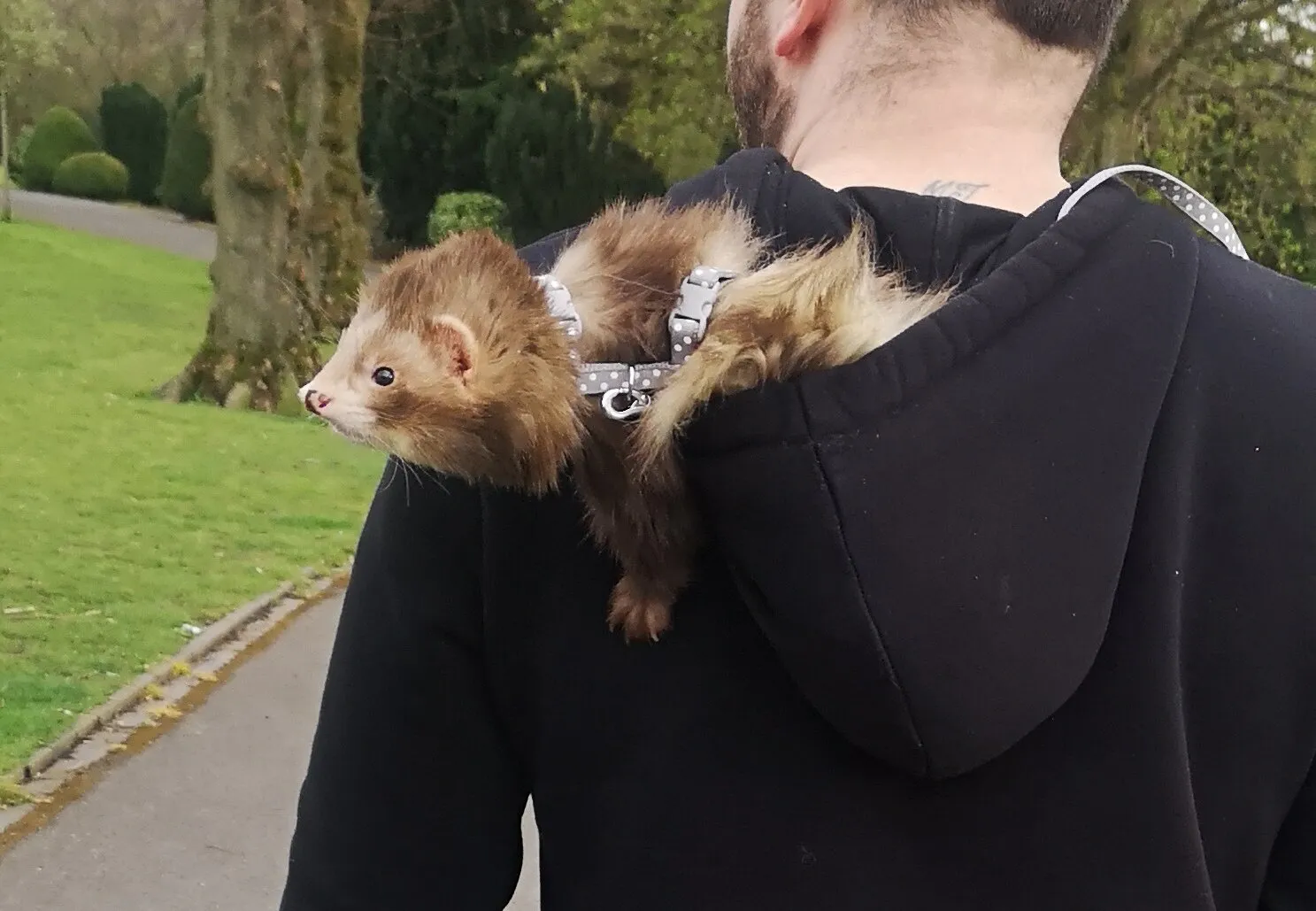 Banner image