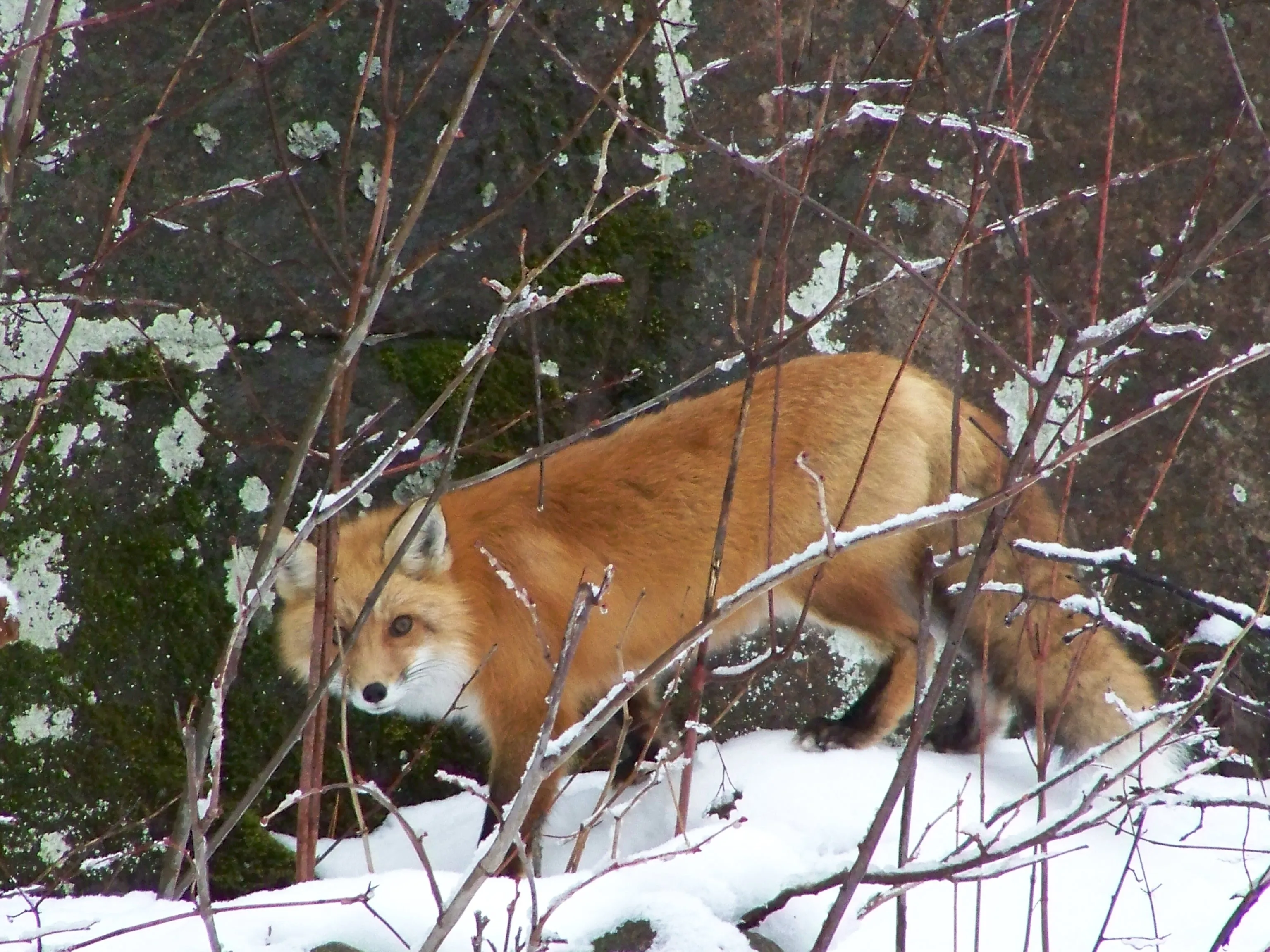The Fox Hunt