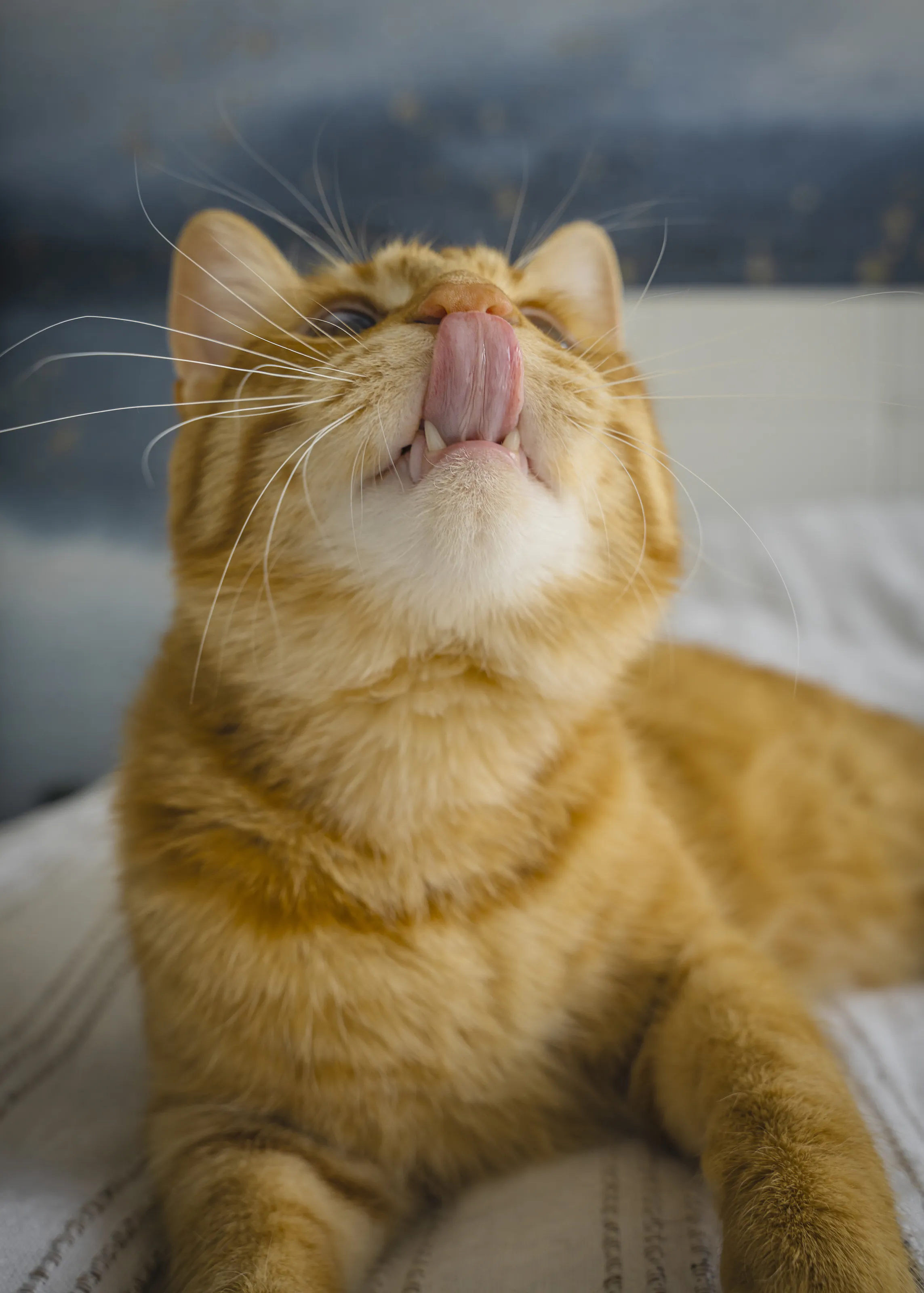 Mate the cat