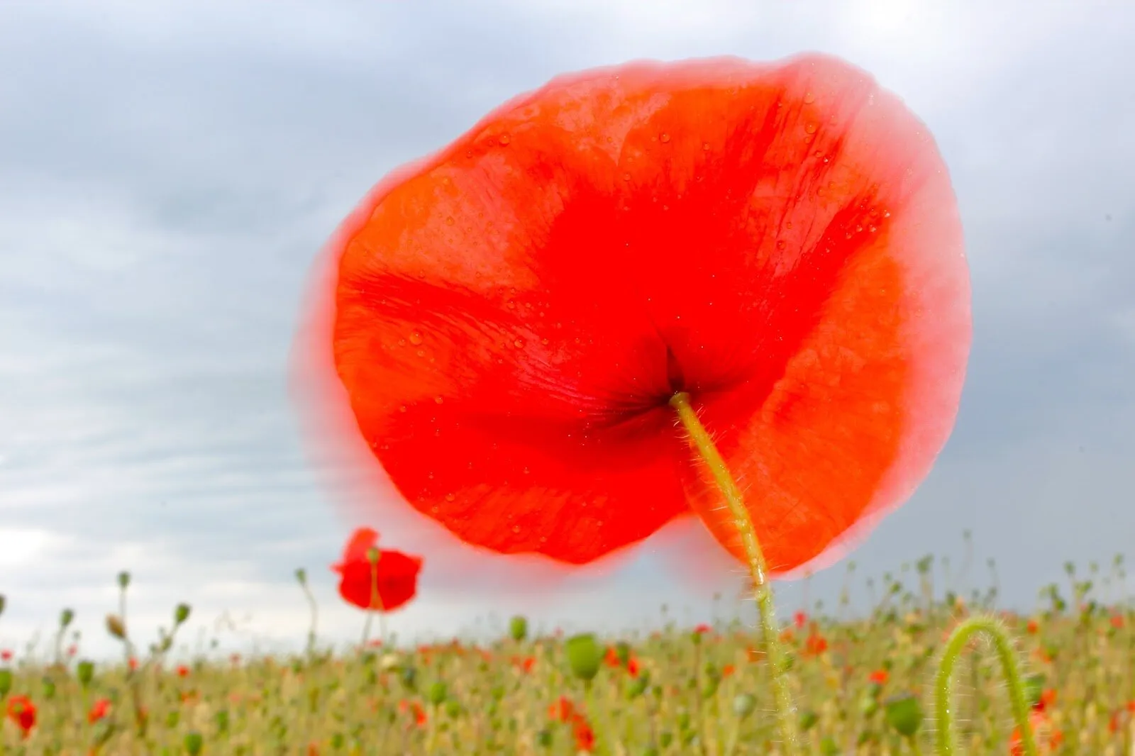 Poppy in the Wind