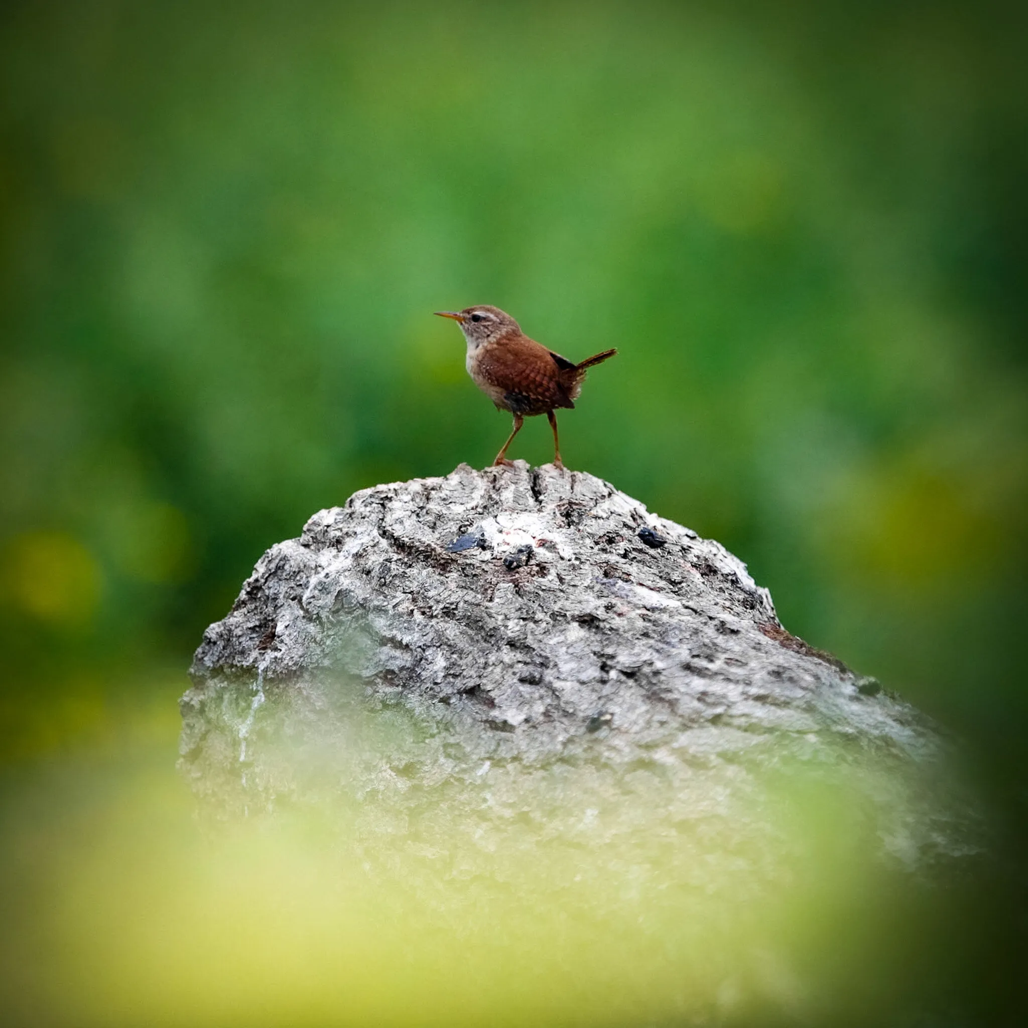 Dancing Wren
