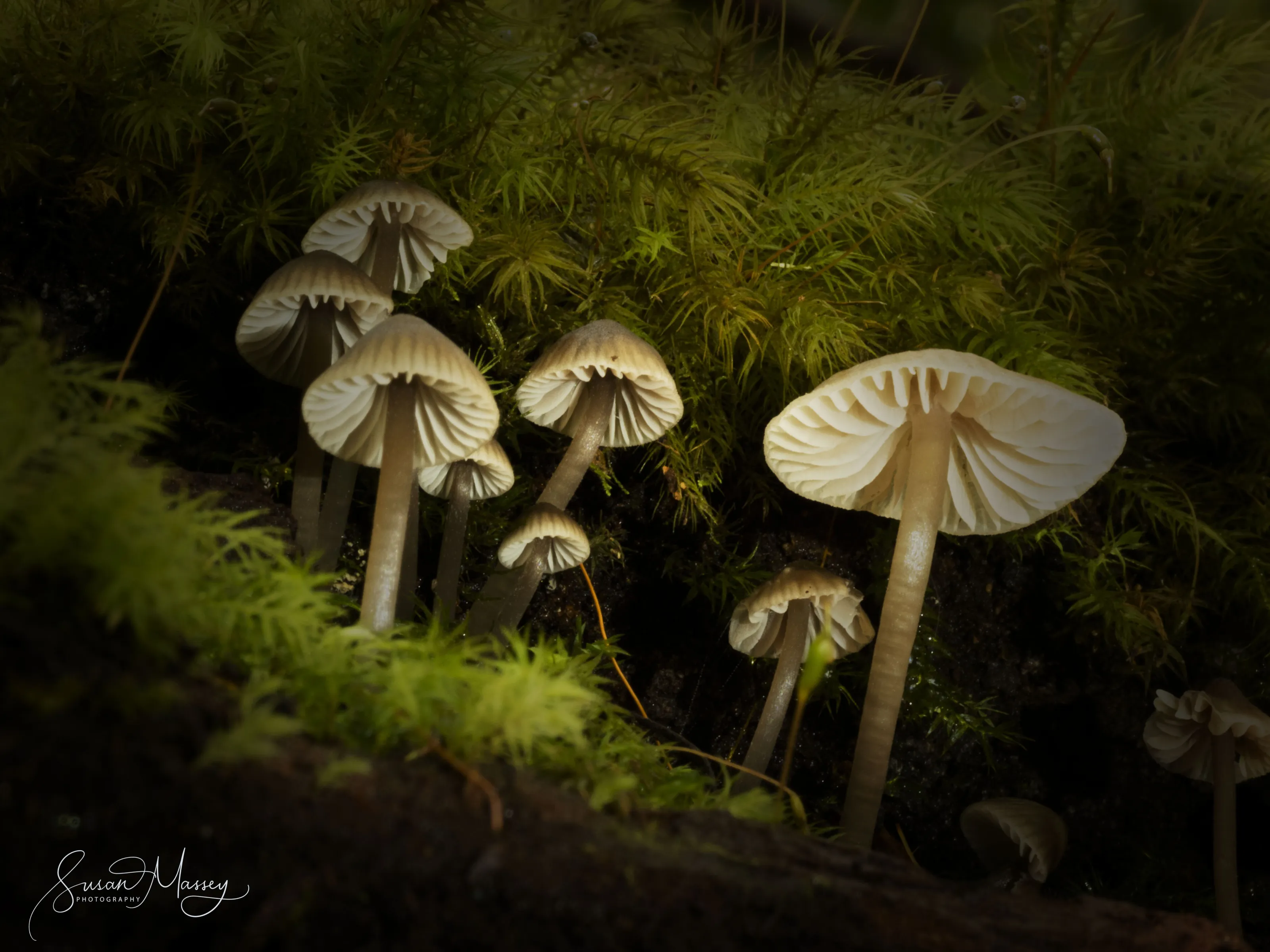 Mushrooms