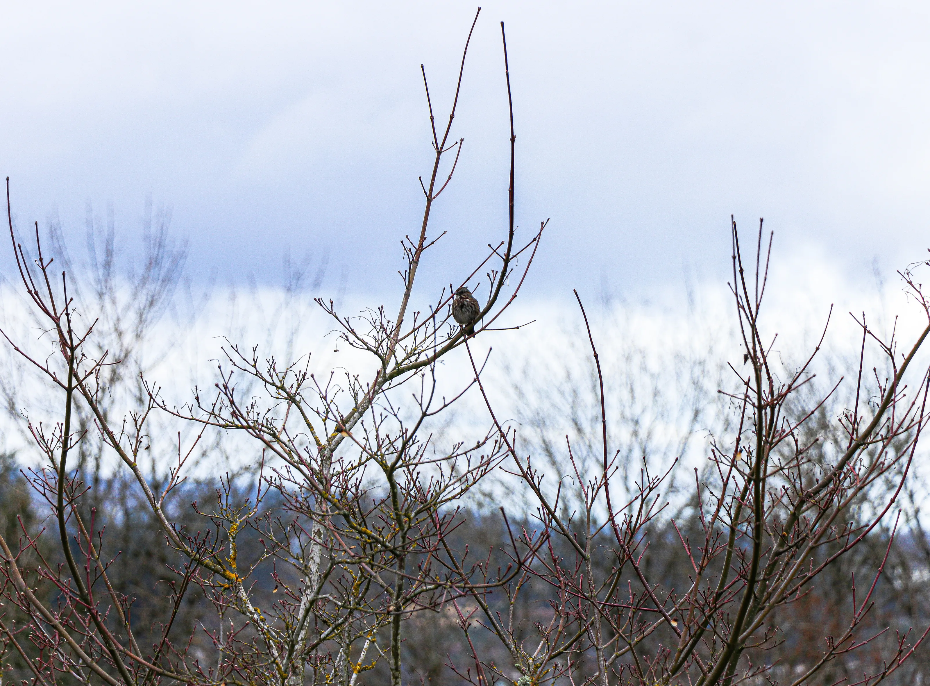 Bird on Winter