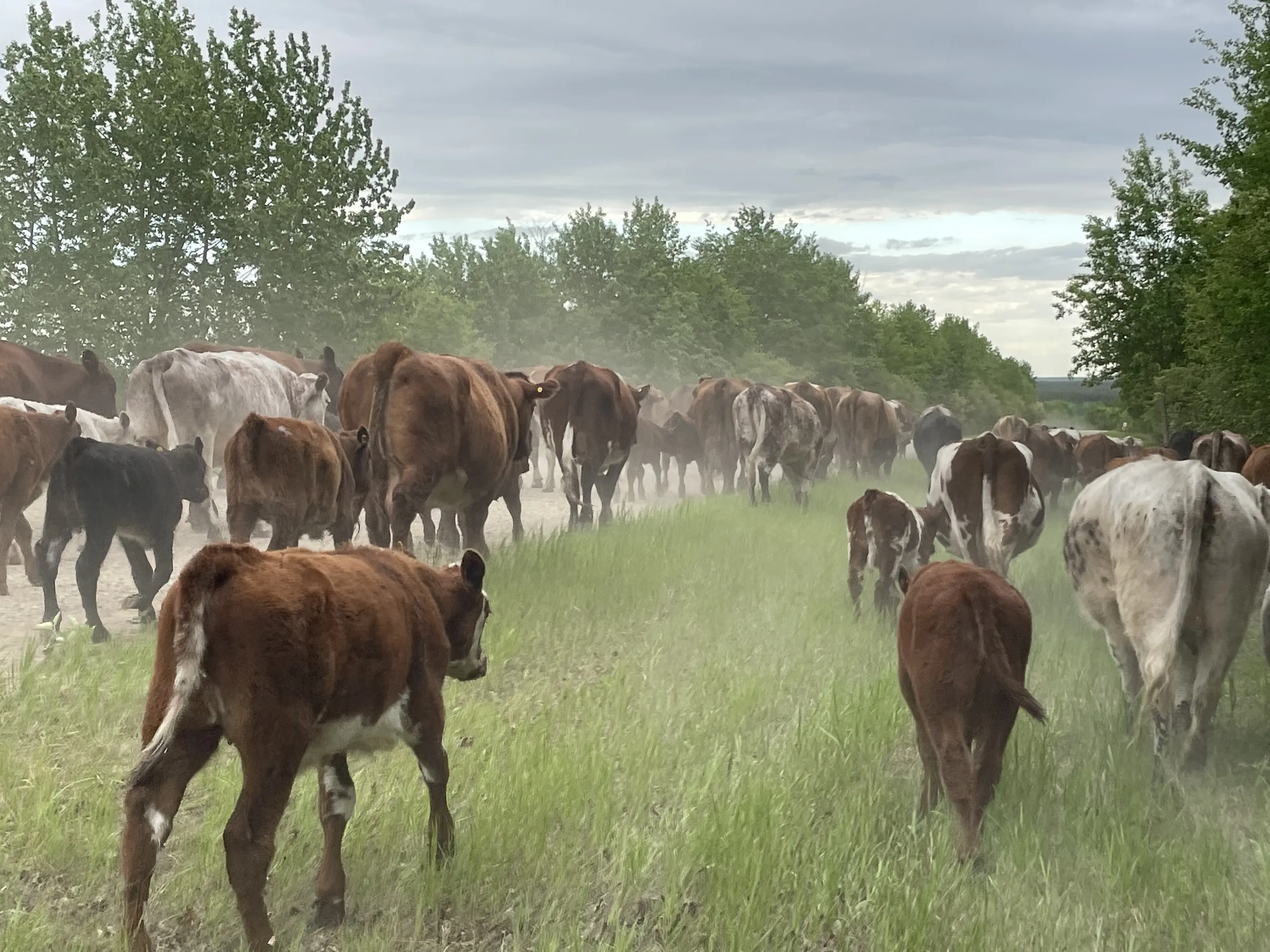 Cattle Drive