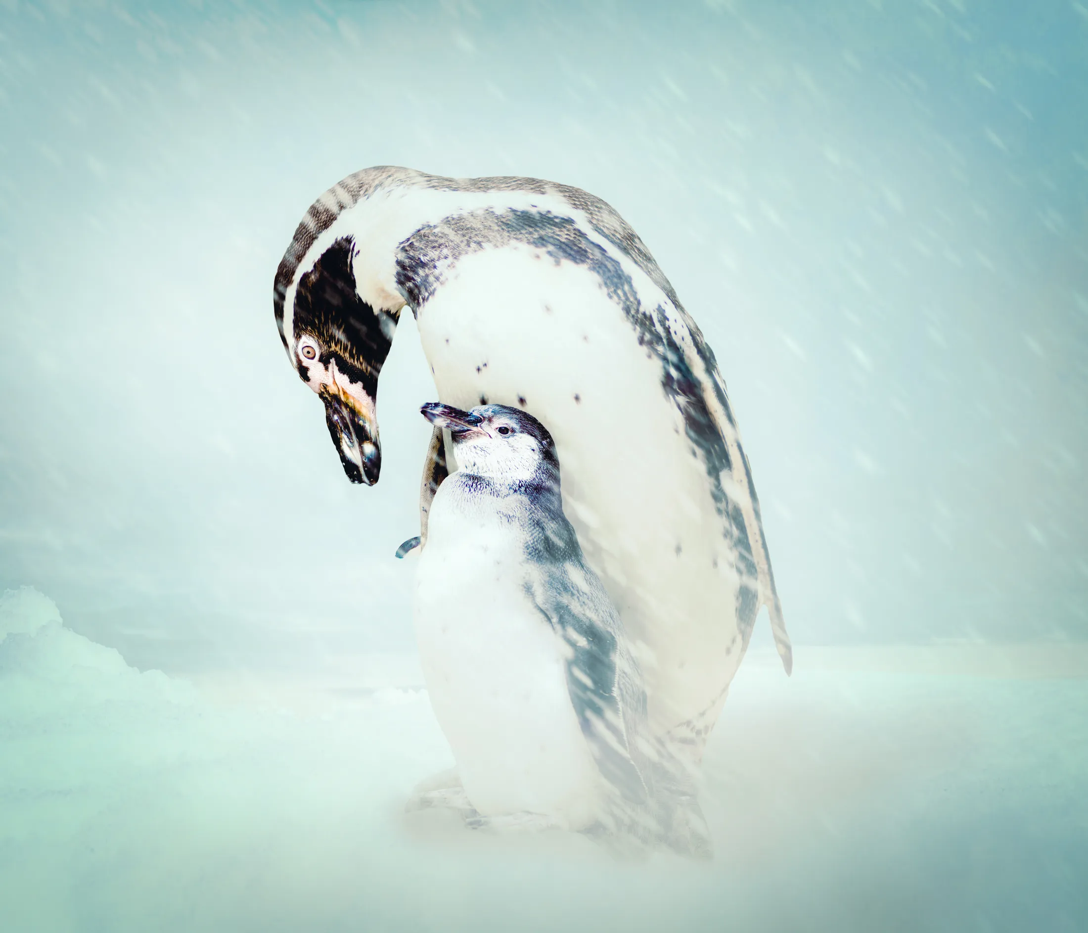 Pengiuns In The Snow Storm