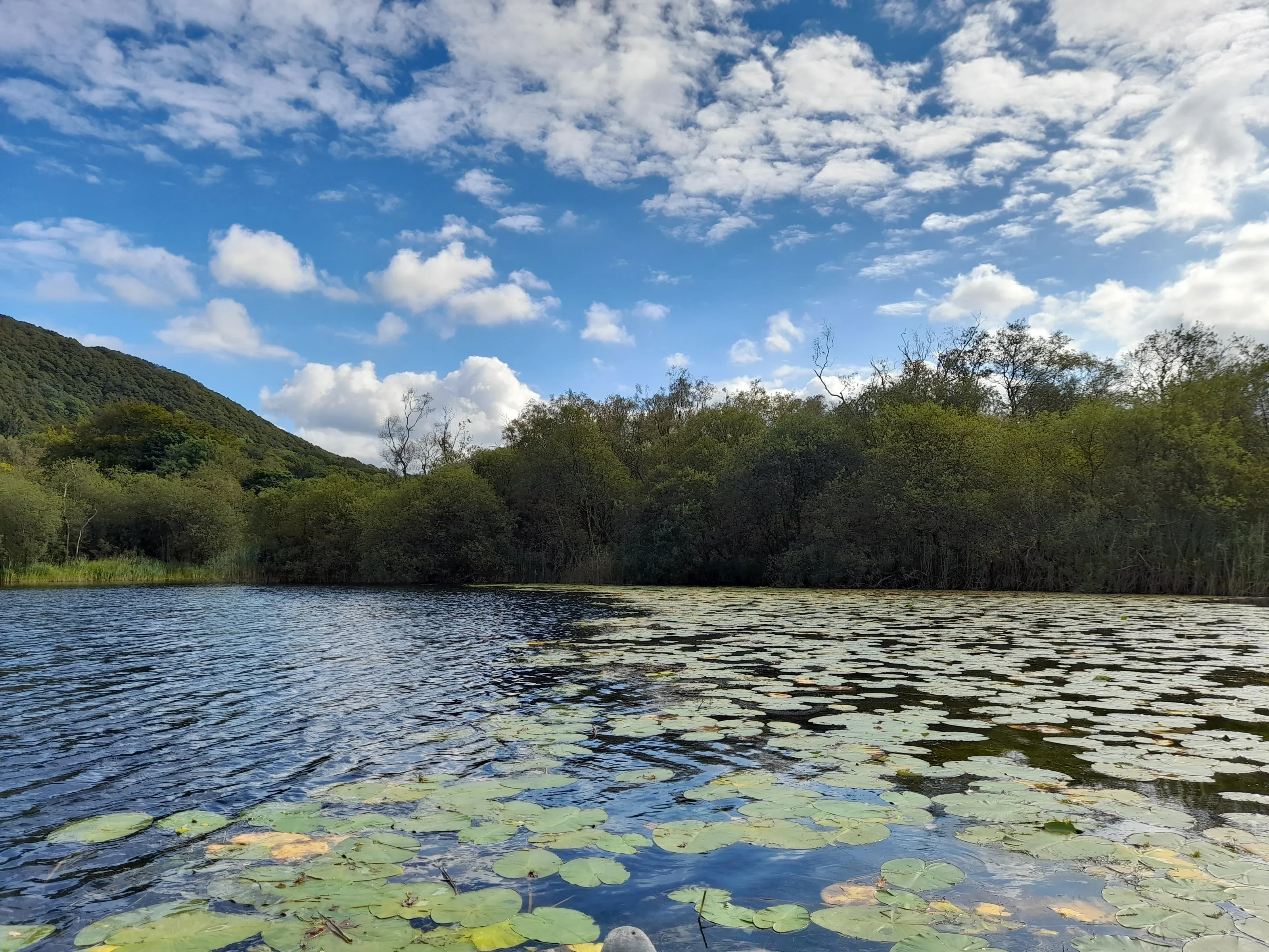 Lillies of the Lakes