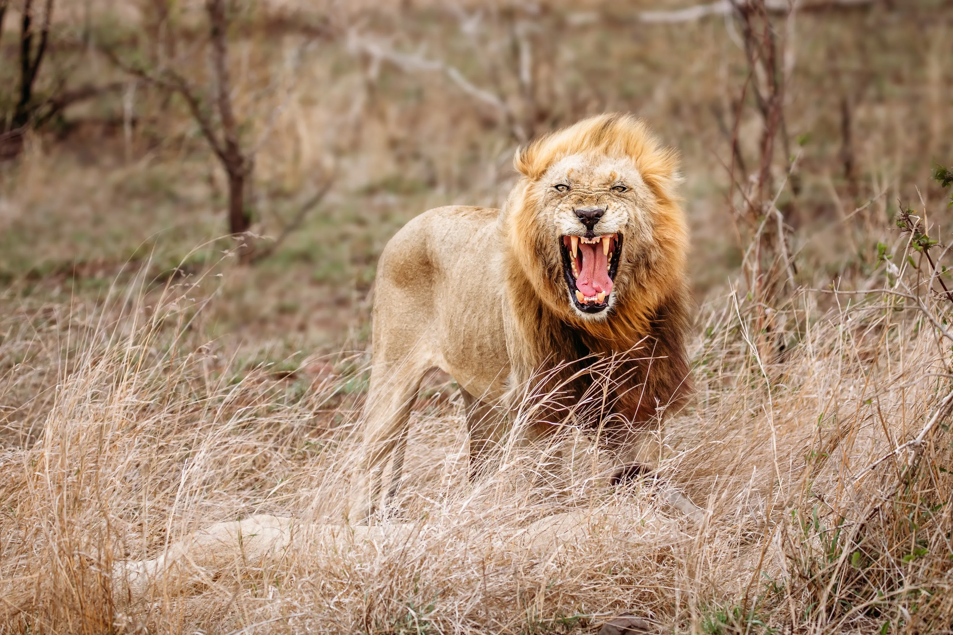 Yawning king