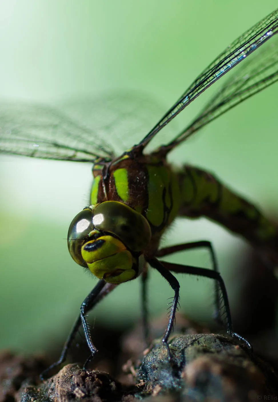 Flying friend...