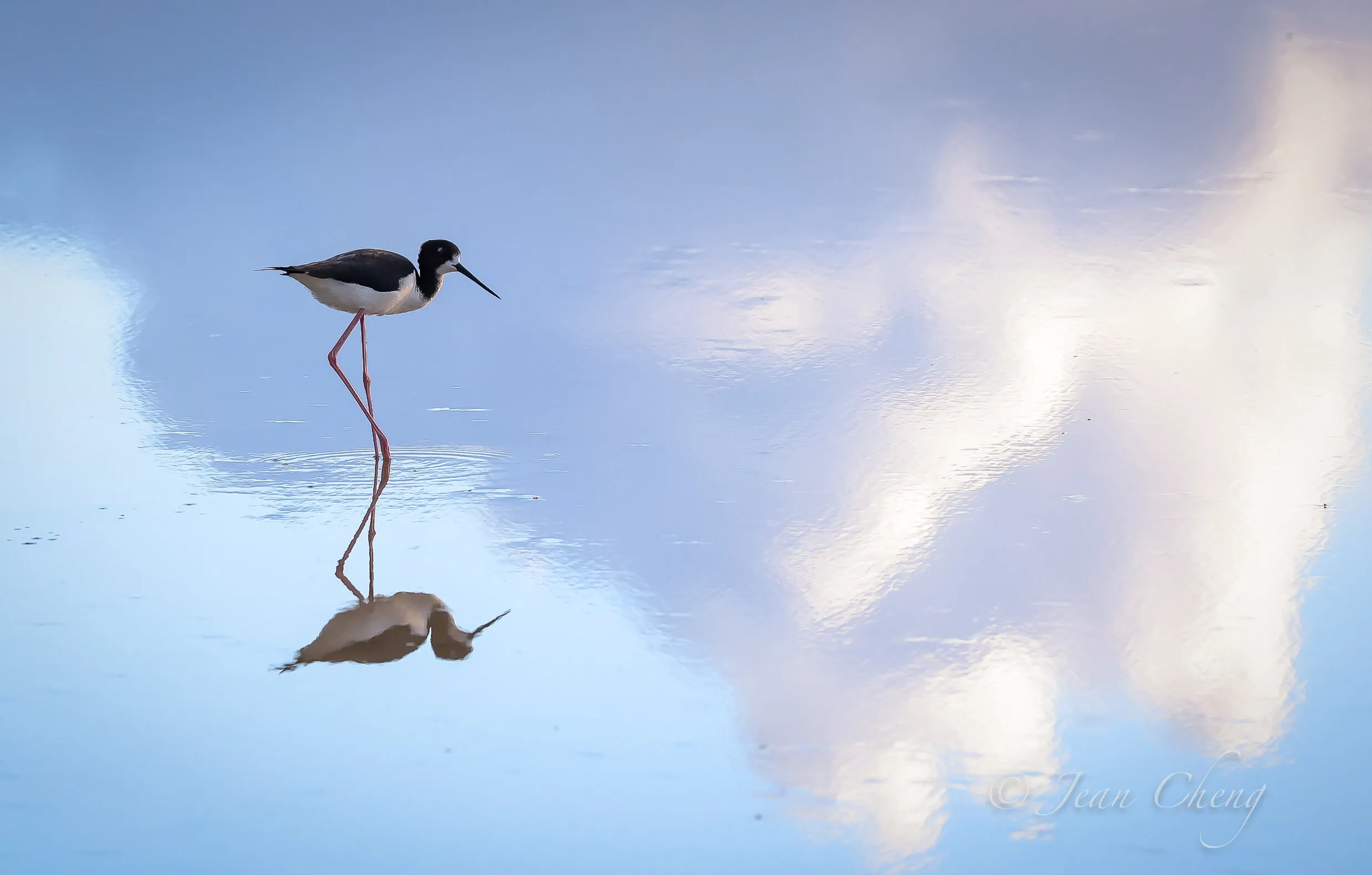 Morning stilt