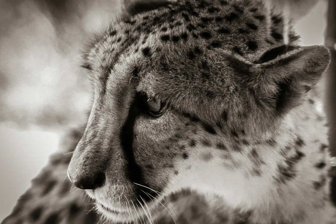 Cheetah