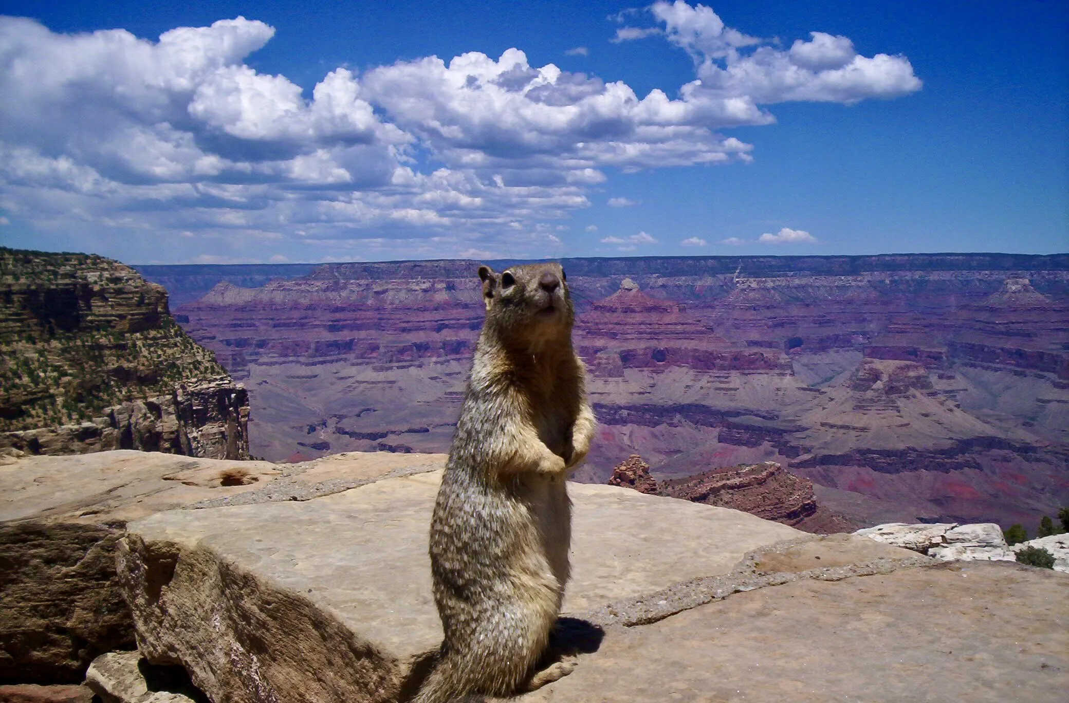 GQ Squirrel