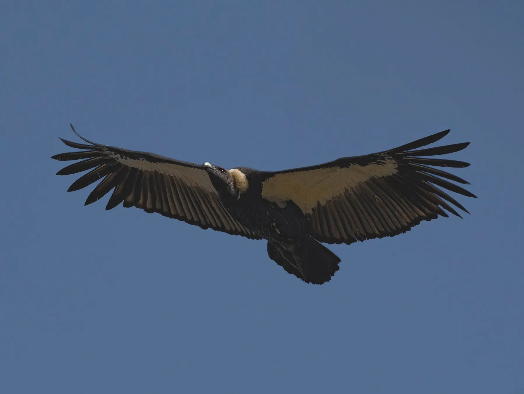 White-Rumped Vulture (Gyps bengalensis) Soaring