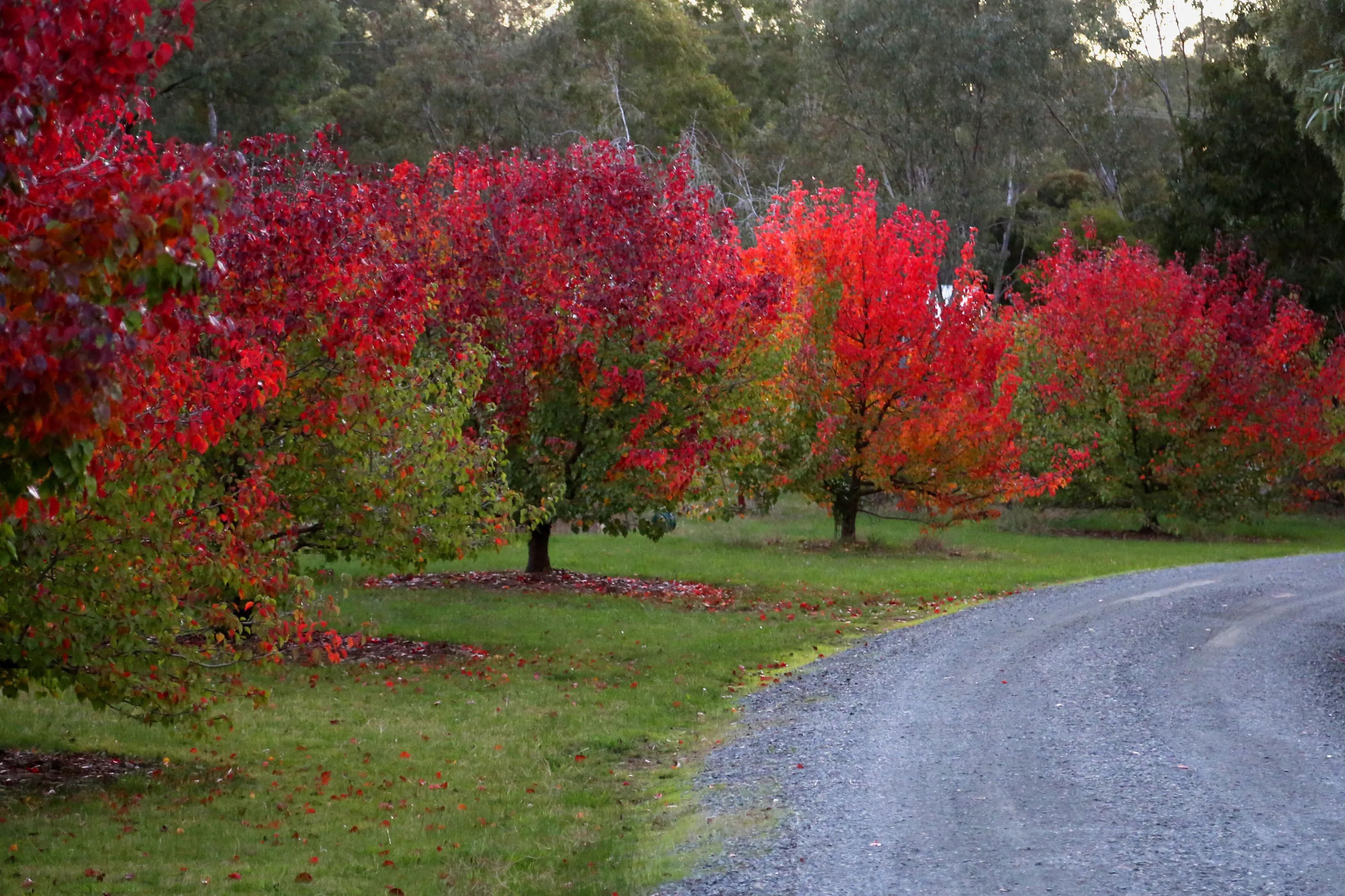 Down the Drive