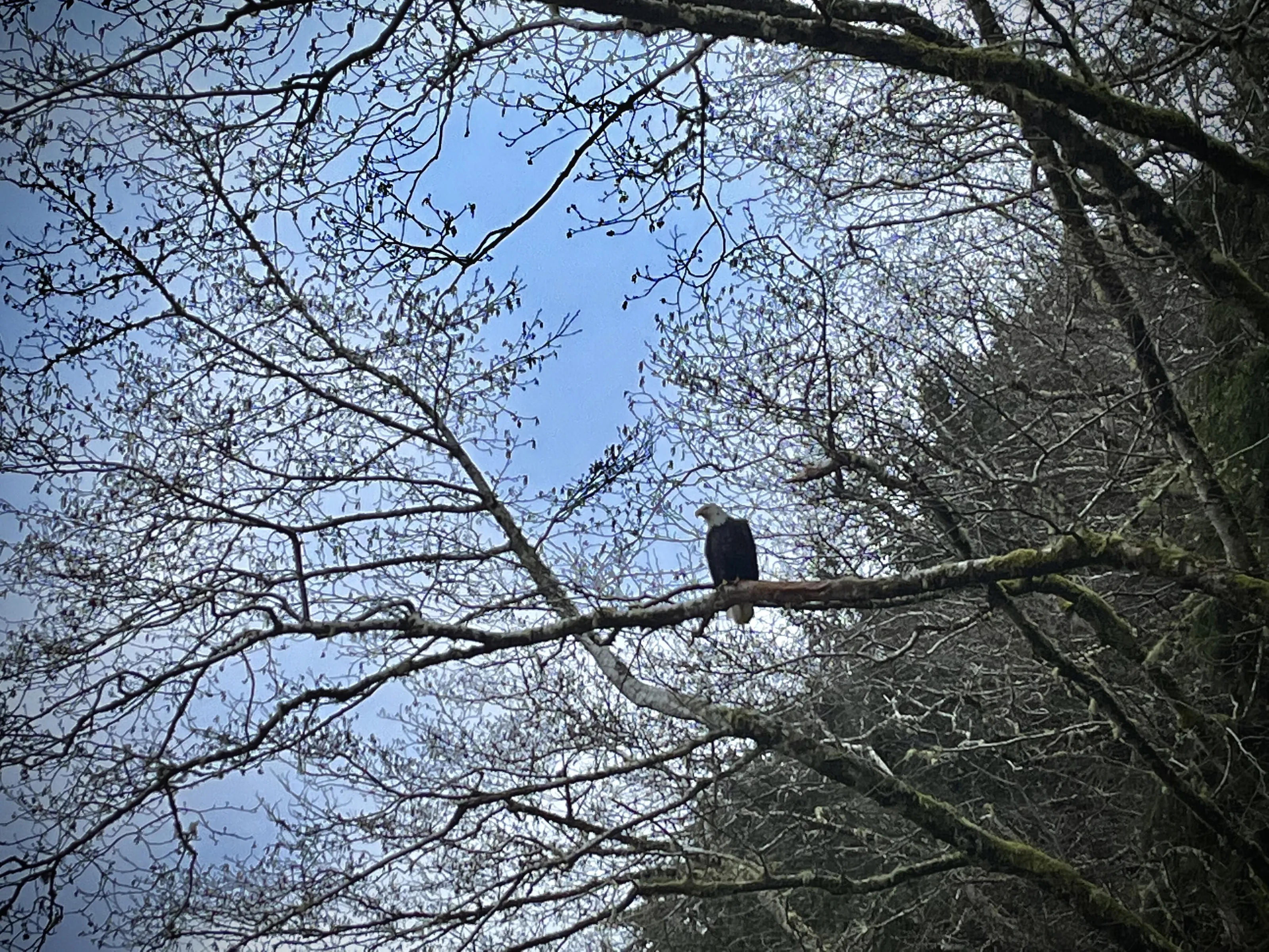 Eagle Above