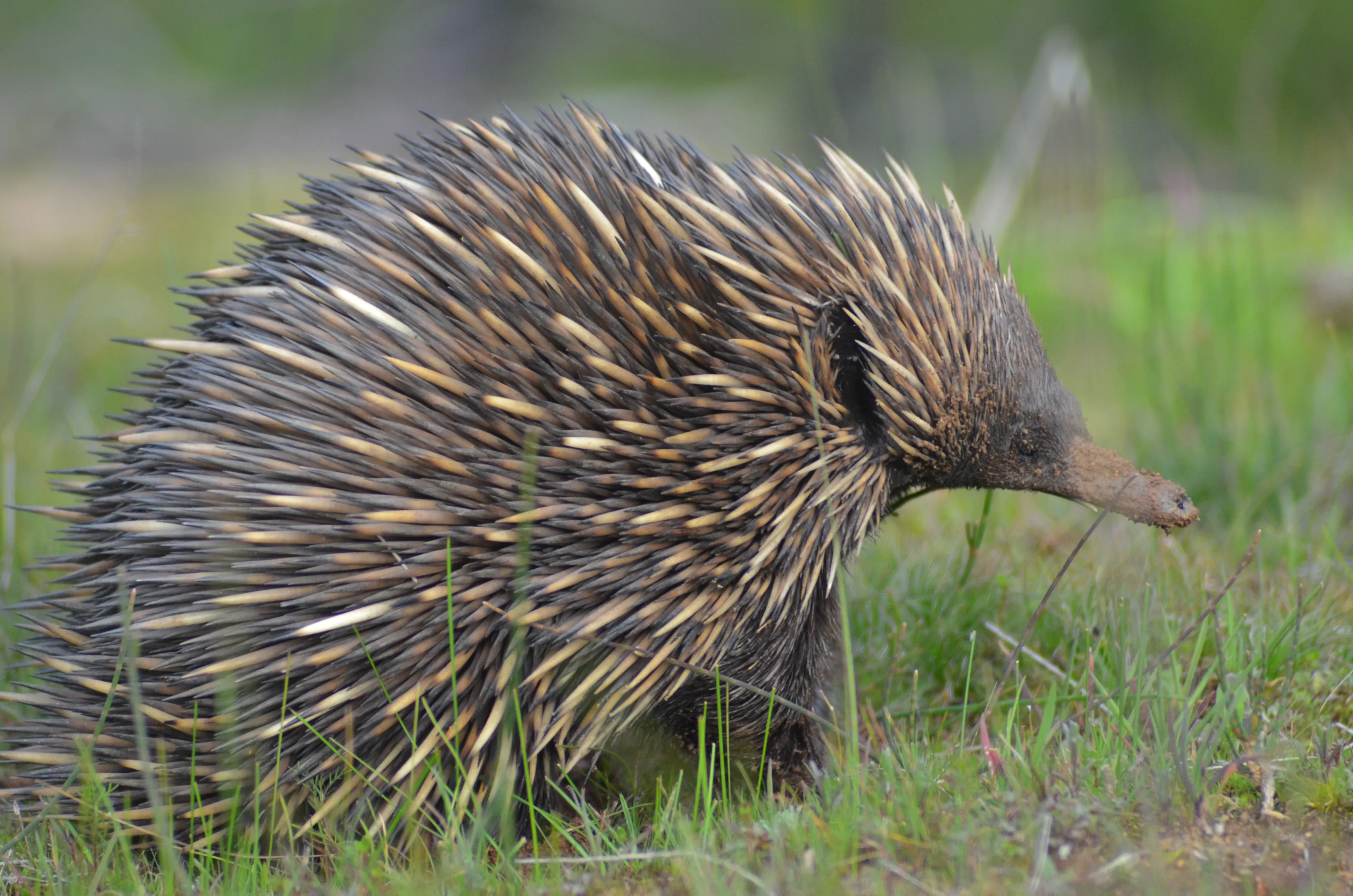 Animal